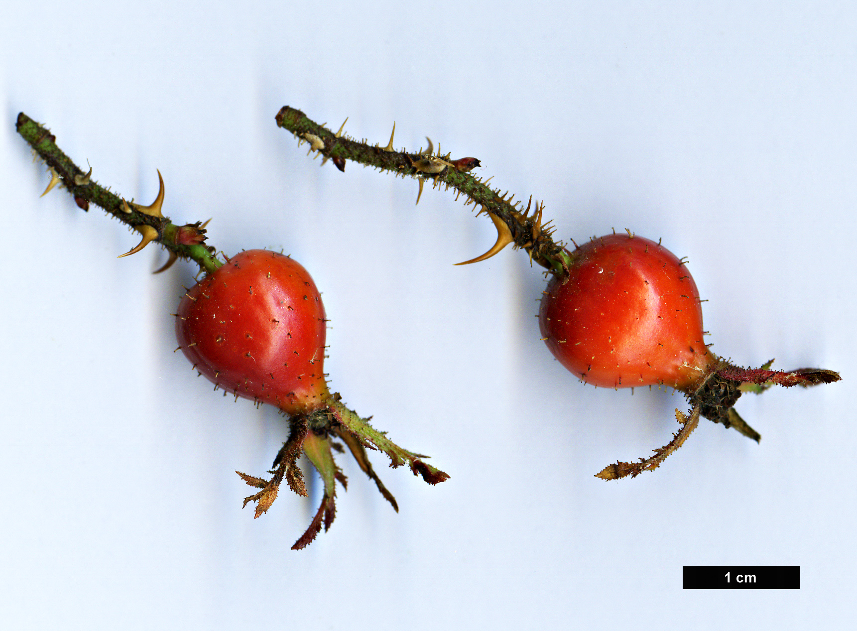 High resolution image: Family: Rosaceae - Genus: Rosa - Taxon: pulverulenta High resolution image: Family: Rosaceae - Genus: Rosa - Taxon: pulverulenta