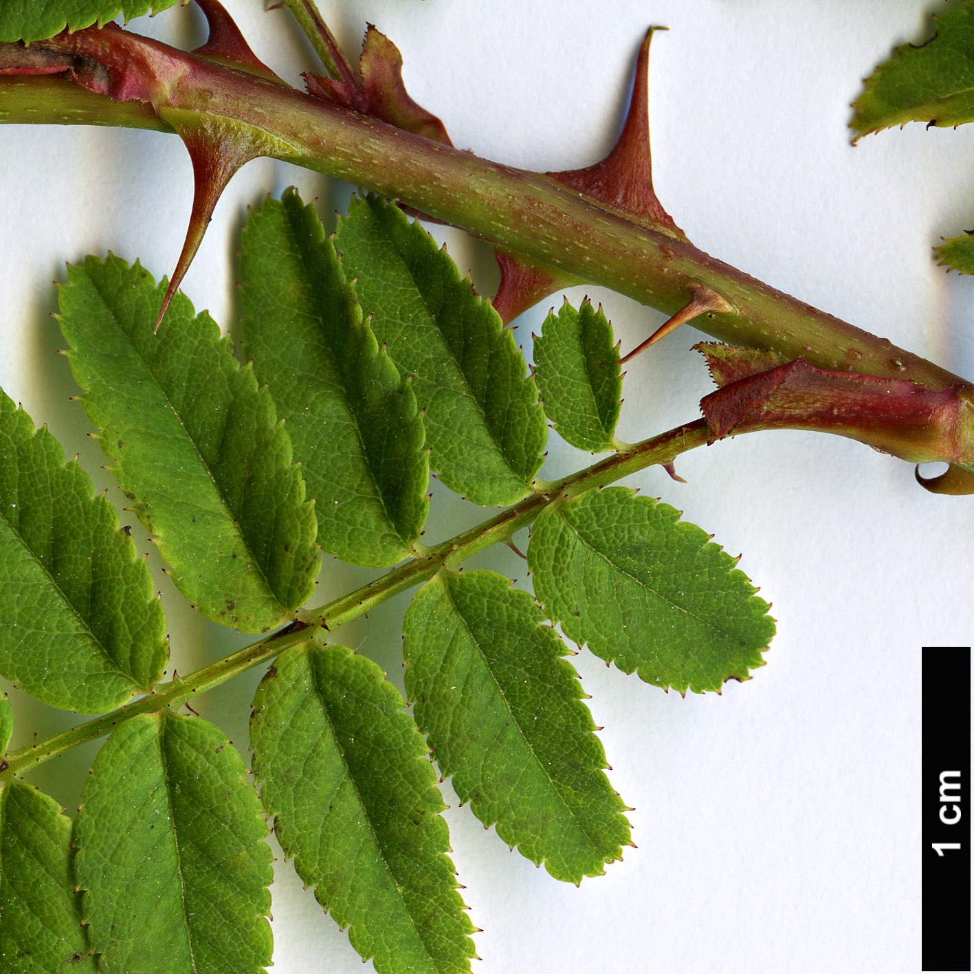 High resolution image: Family: Rosaceae - Genus: Rosa - Taxon: sertata