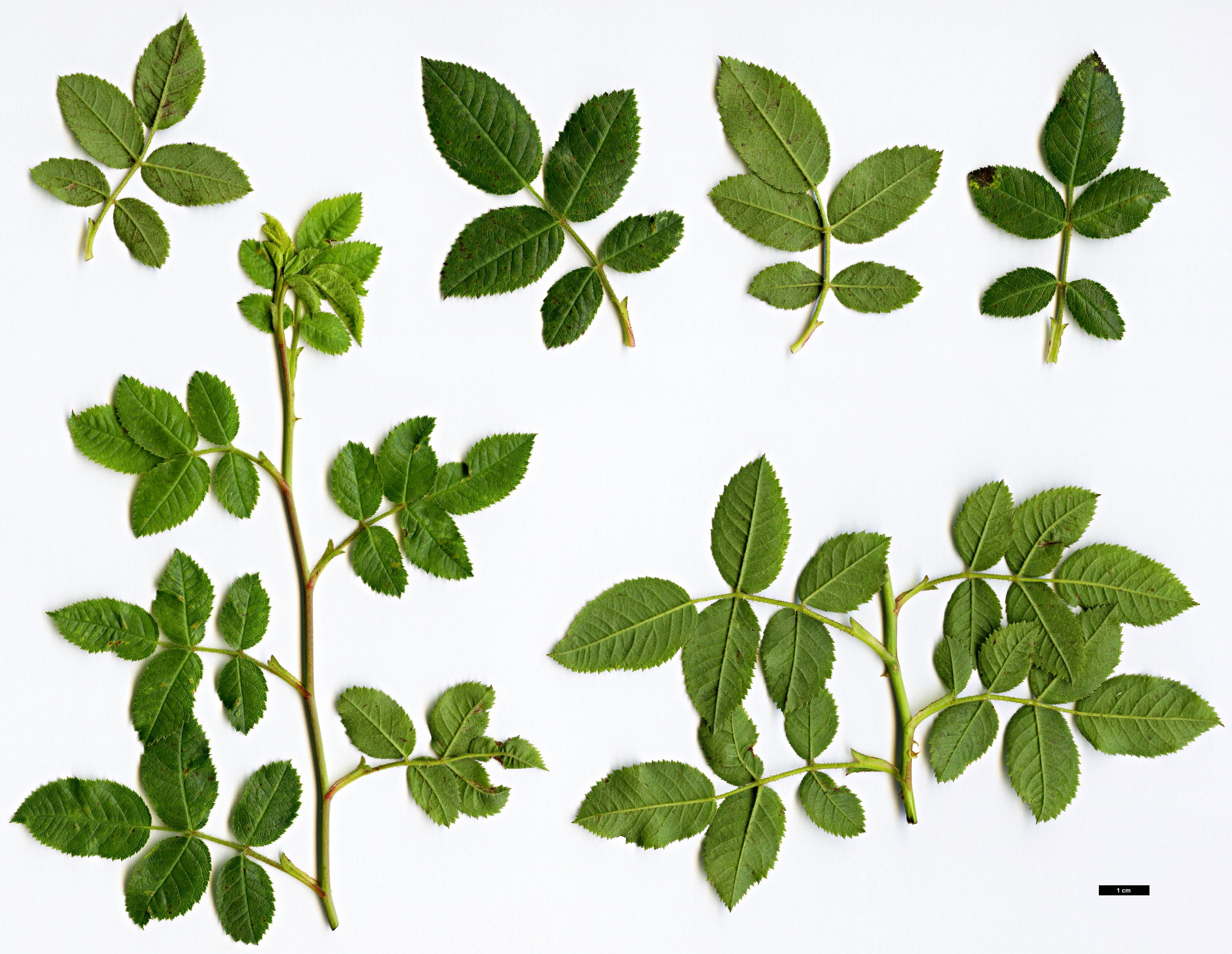 High resolution image: Family: Rosaceae - Genus: Rosa - Taxon: sicula