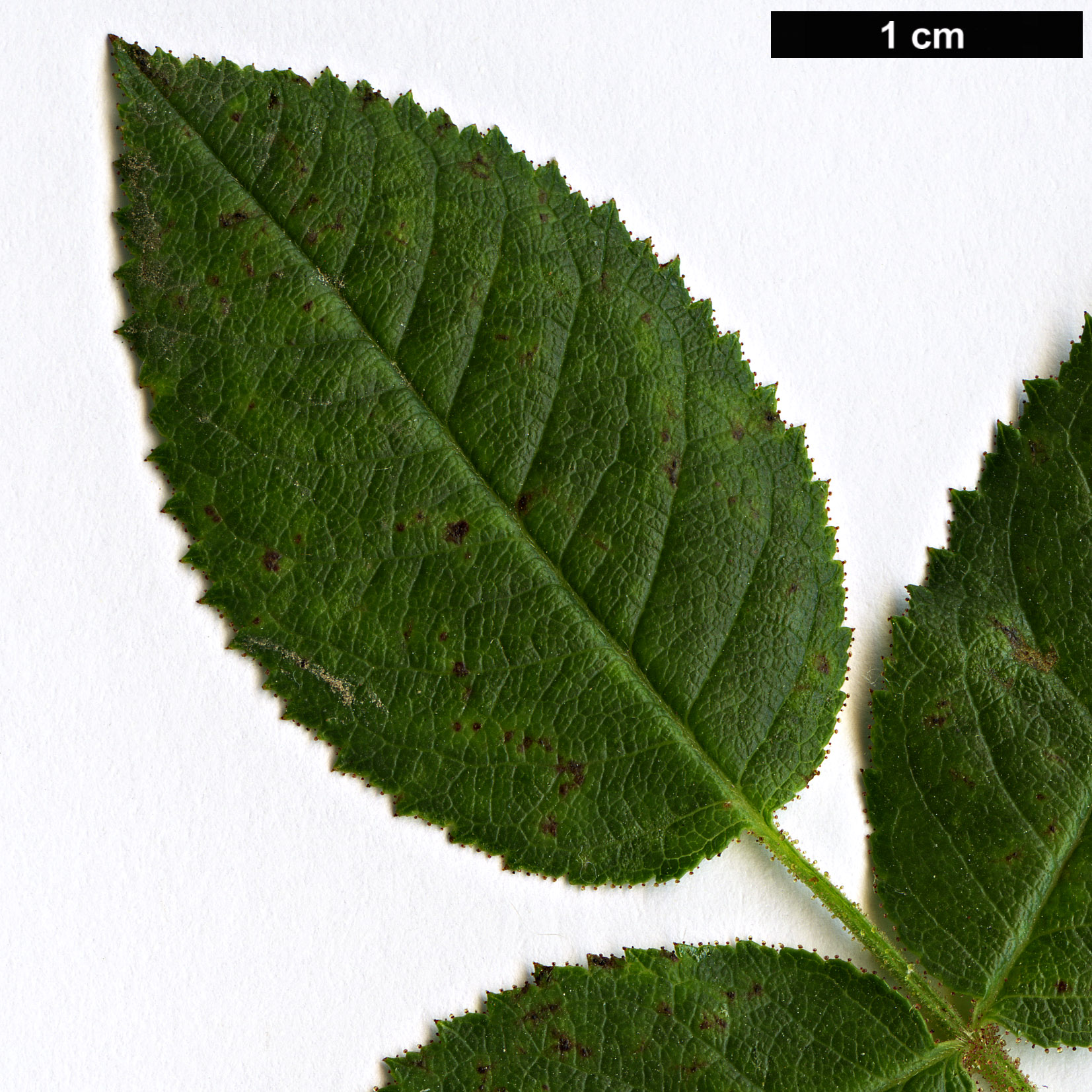 High resolution image: Family: Rosaceae - Genus: Rosa - Taxon: sicula High resolution image: Family: Rosaceae - Genus: Rosa - Taxon: sicula
