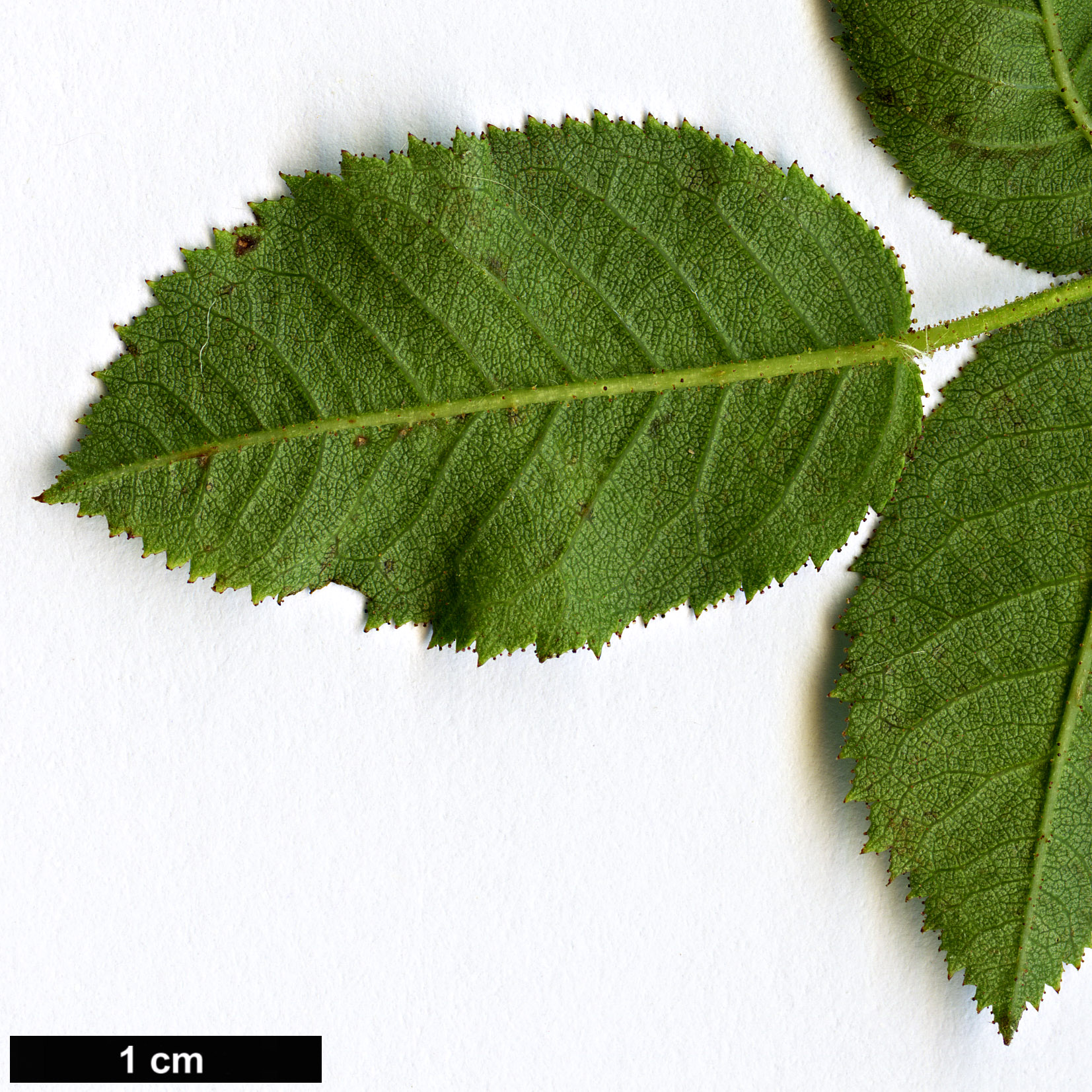 High resolution image: Family: Rosaceae - Genus: Rosa - Taxon: sicula High resolution image: Family: Rosaceae - Genus: Rosa - Taxon: sicula