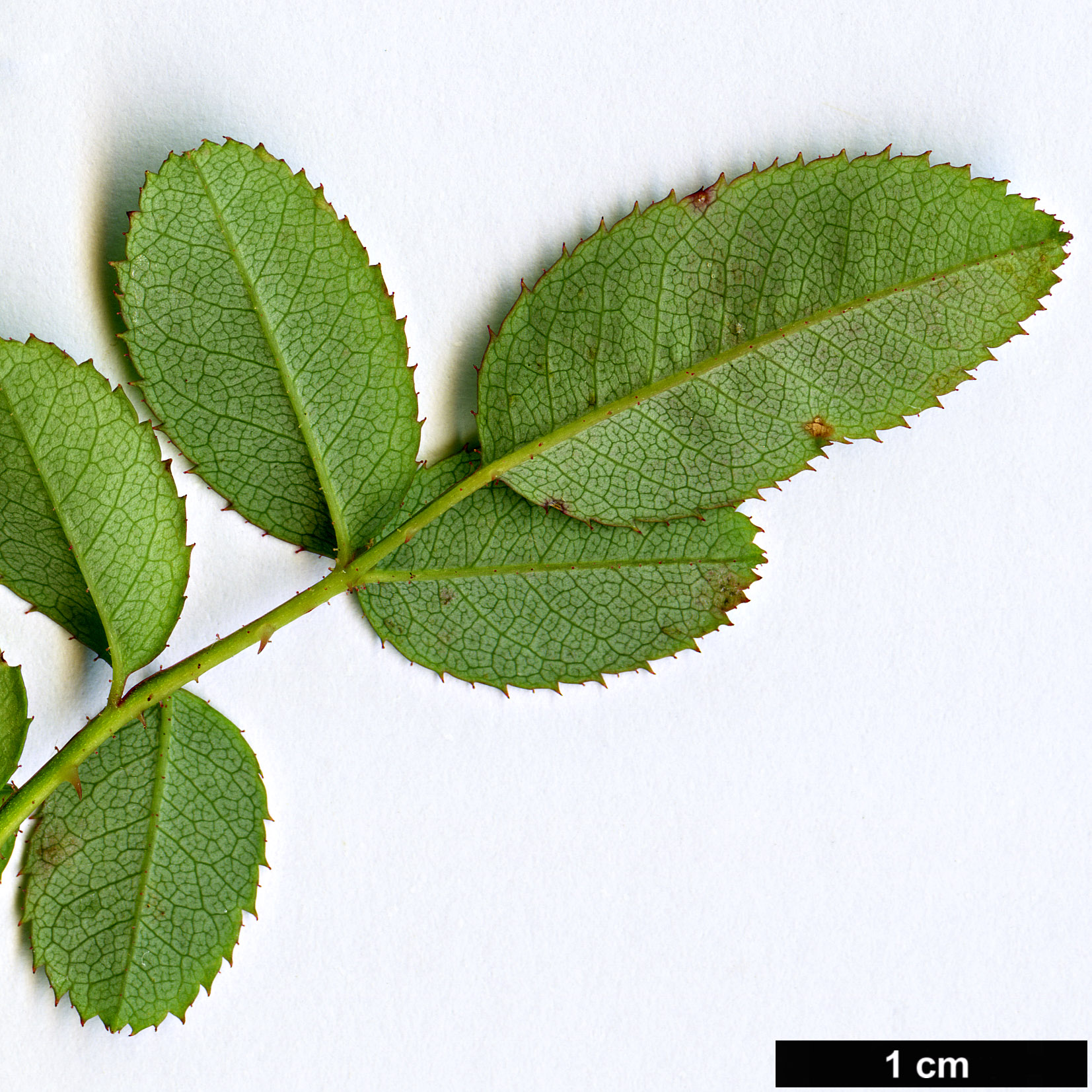 High resolution image: Family: Rosaceae - Genus: Rosa - Taxon: transmorrisonensis High resolution image: Family: Rosaceae - Genus: Rosa - Taxon: transmorrisonensis