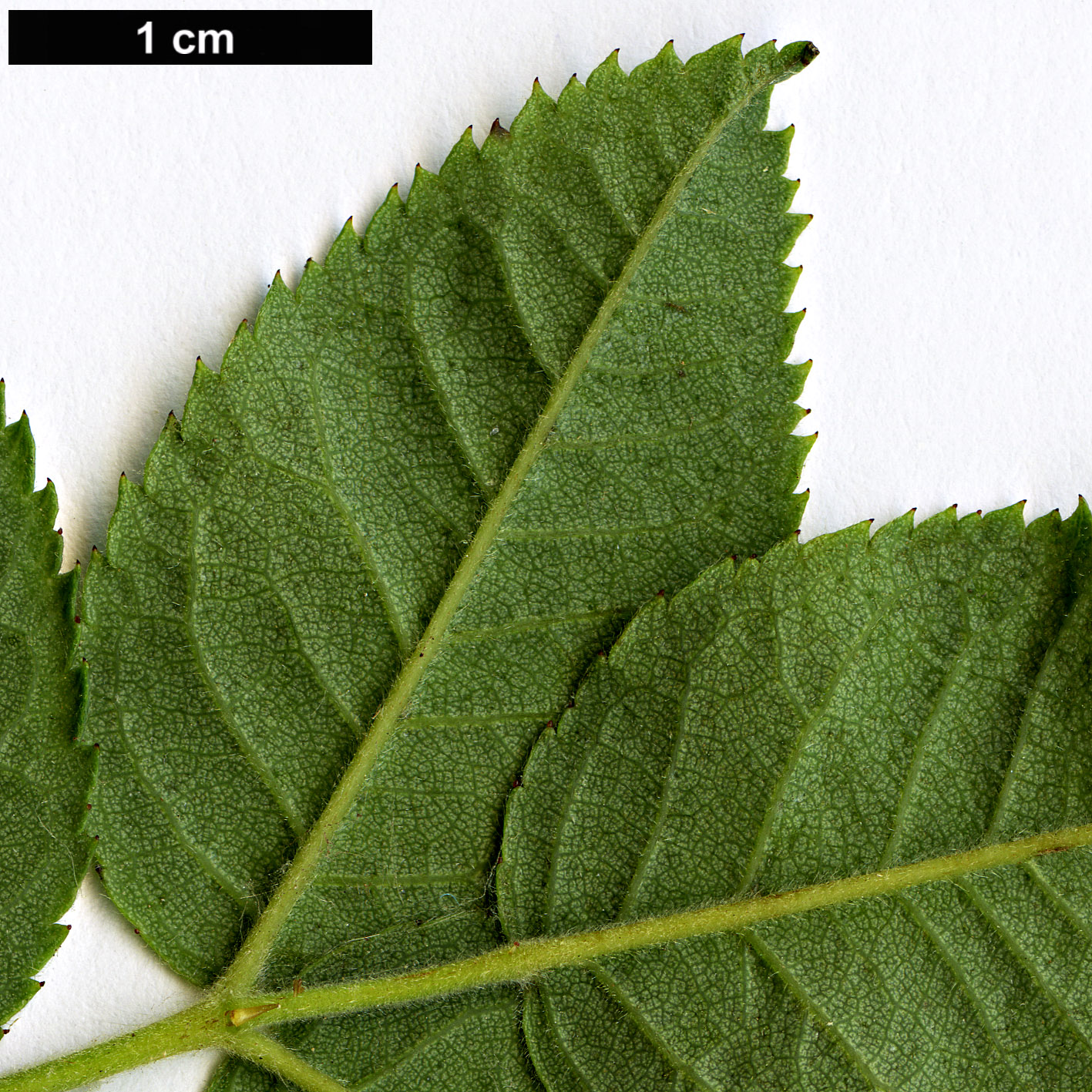 High resolution image: Family: Rosaceae - Genus: Rosa - Taxon: zalana High resolution image: Family: Rosaceae - Genus: Rosa - Taxon: zalana