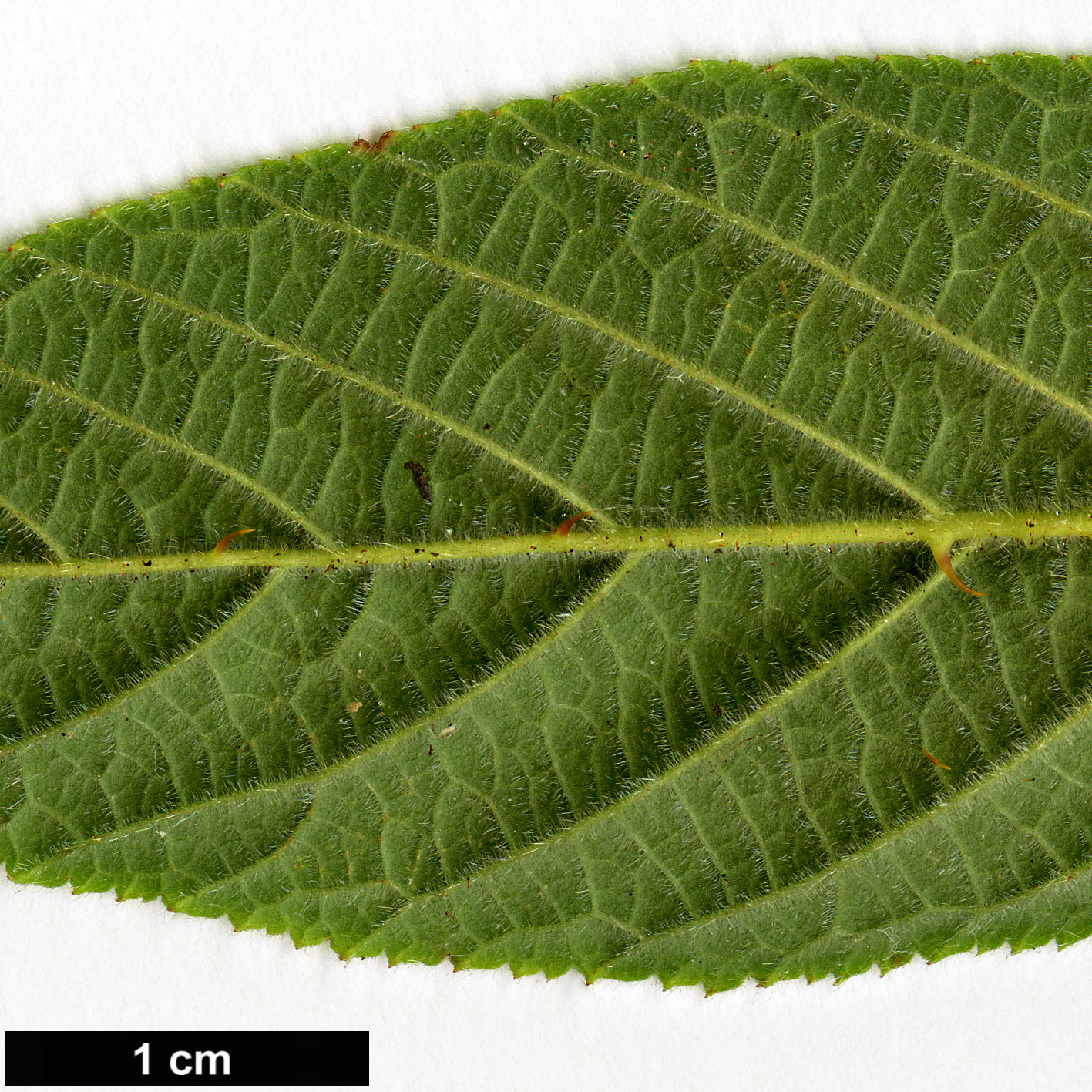 High resolution image: Family: Rosaceae - Genus: Rubus - Taxon: angustibracteatus