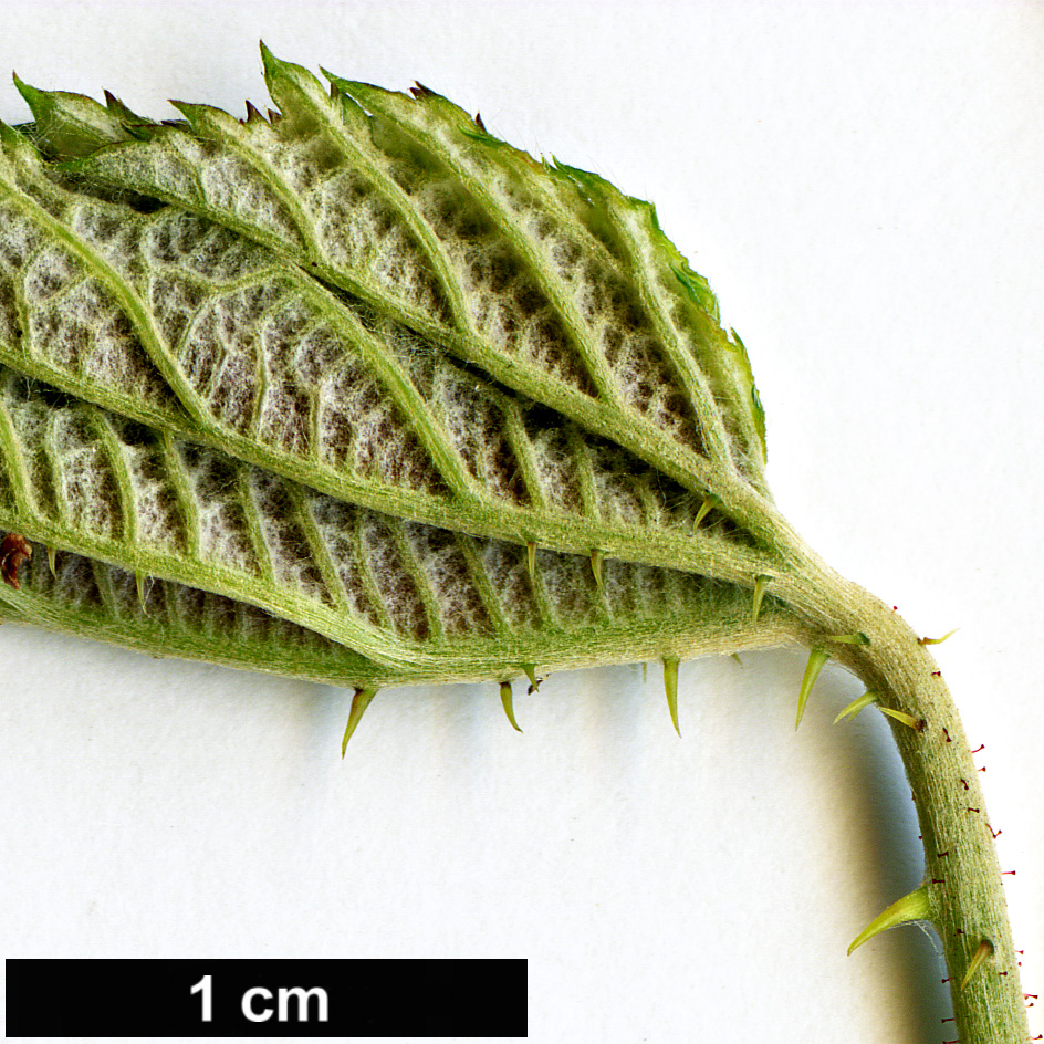 High resolution image: Family: Rosaceae - Genus: Rubus - Taxon: arachnoideus High resolution image: Family: Rosaceae - Genus: Rubus - Taxon: arachnoideus