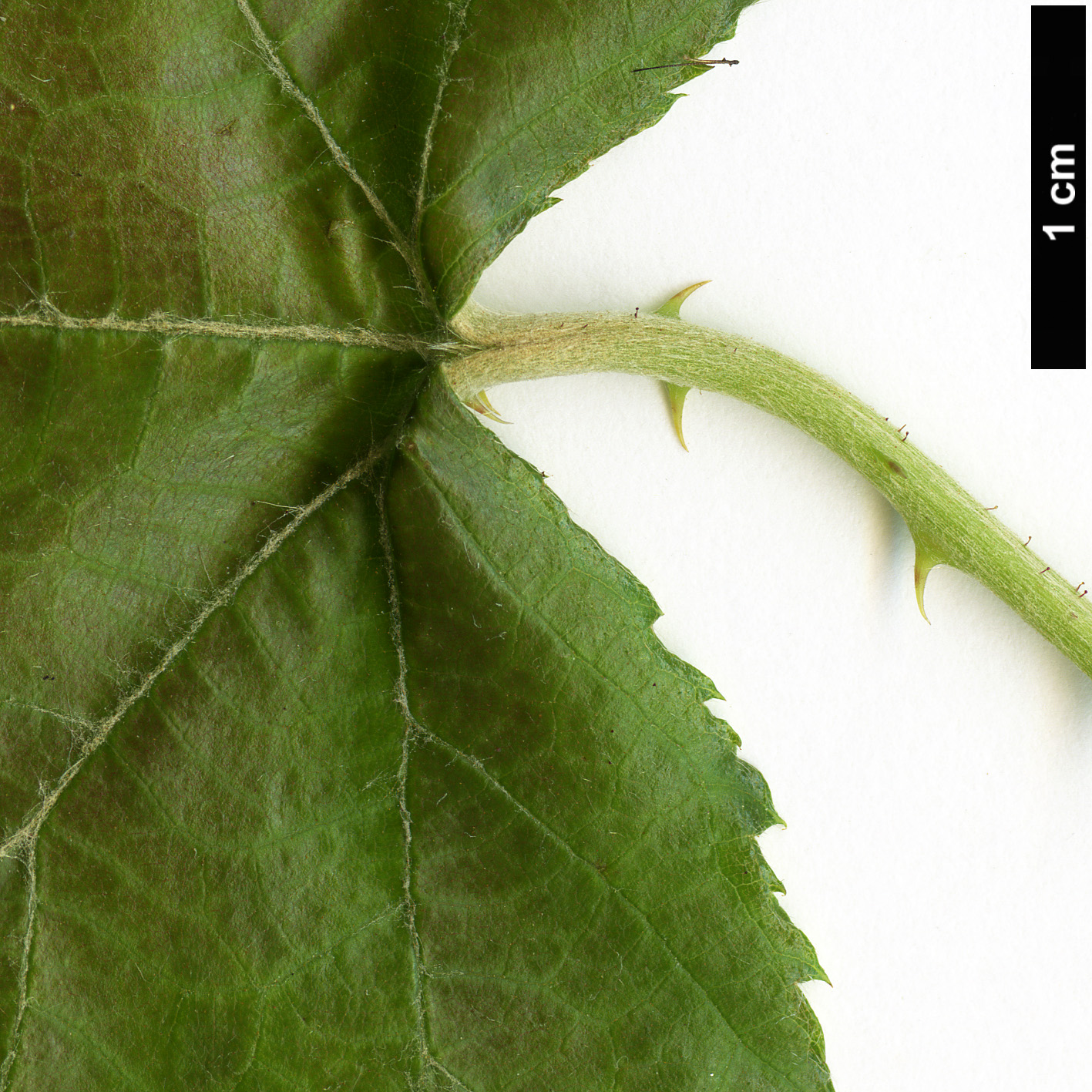 High resolution image: Family: Rosaceae - Genus: Rubus - Taxon: arachnoideus