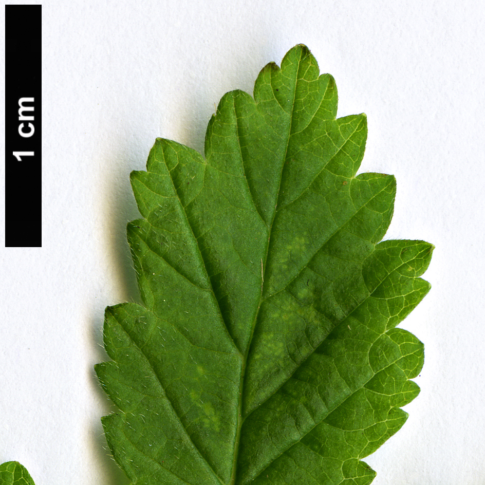 High resolution image: Family: Rosaceae - Genus: Rubus - Taxon: arcticus