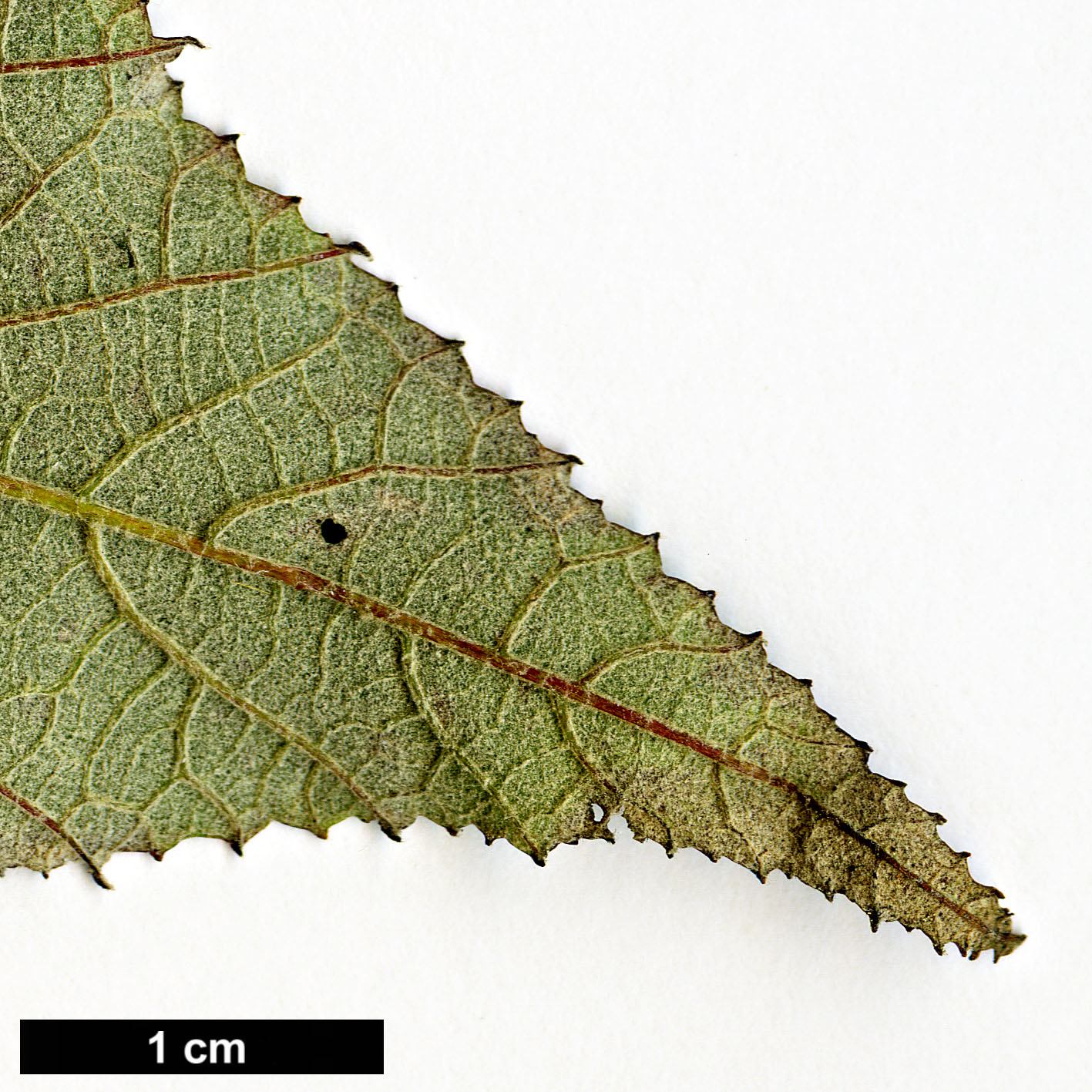 High resolution image: Family: Rosaceae - Genus: Rubus - Taxon: assamensis High resolution image: Family: Rosaceae - Genus: Rubus - Taxon: assamensis