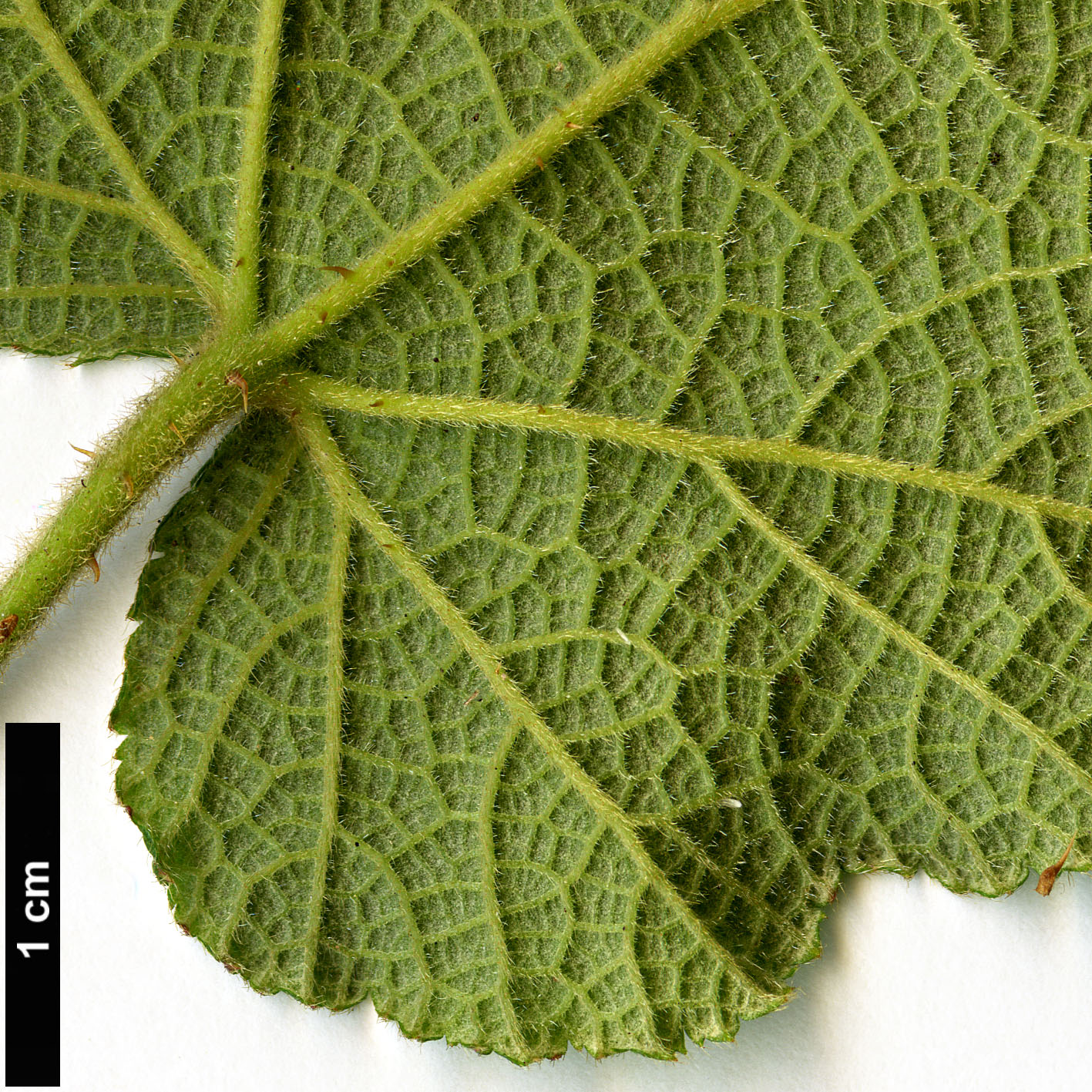 High resolution image: Family: Rosaceae - Genus: Rubus - Taxon: buergeri High resolution image: Family: Rosaceae - Genus: Rubus - Taxon: buergeri