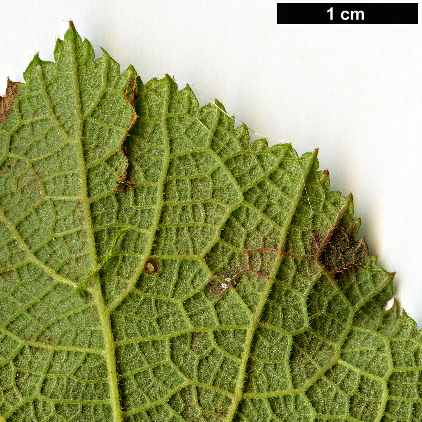 High resolution image: Family: Rosaceae - Genus: Rubus - Taxon: buergeri High resolution image: Family: Rosaceae - Genus: Rubus - Taxon: buergeri