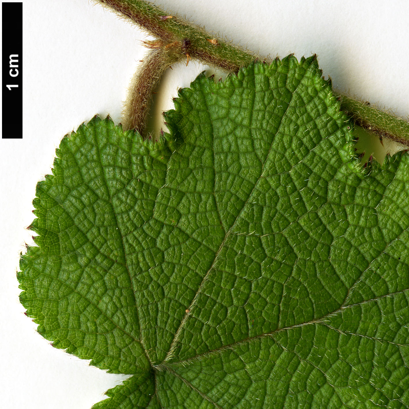 High resolution image: Family: Rosaceae - Genus: Rubus - Taxon: buergeri High resolution image: Family: Rosaceae - Genus: Rubus - Taxon: buergeri