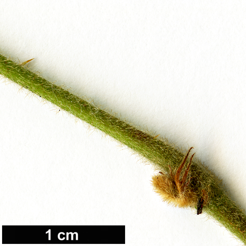 High resolution image: Family: Rosaceae - Genus: Rubus - Taxon: buergeri High resolution image: Family: Rosaceae - Genus: Rubus - Taxon: buergeri