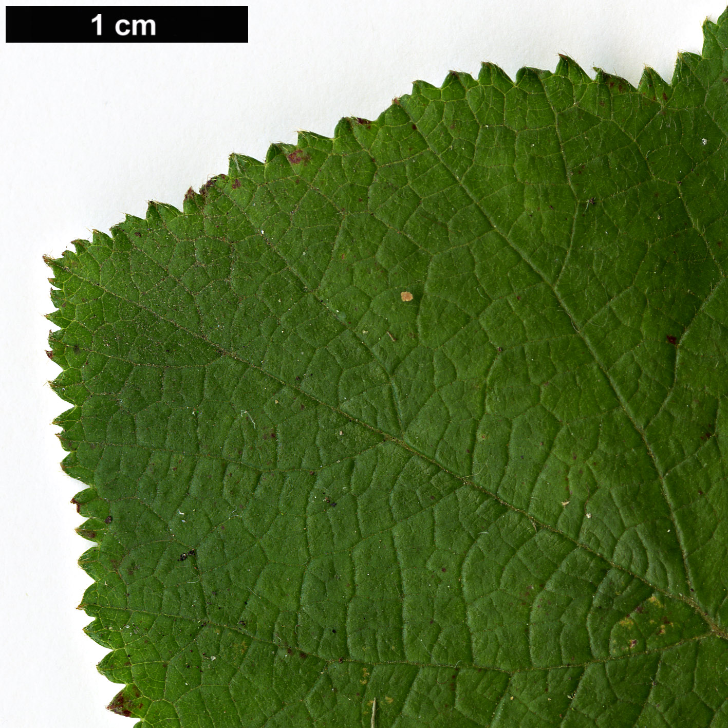 High resolution image: Family: Rosaceae - Genus: Rubus - Taxon: buergeri High resolution image: Family: Rosaceae - Genus: Rubus - Taxon: buergeri