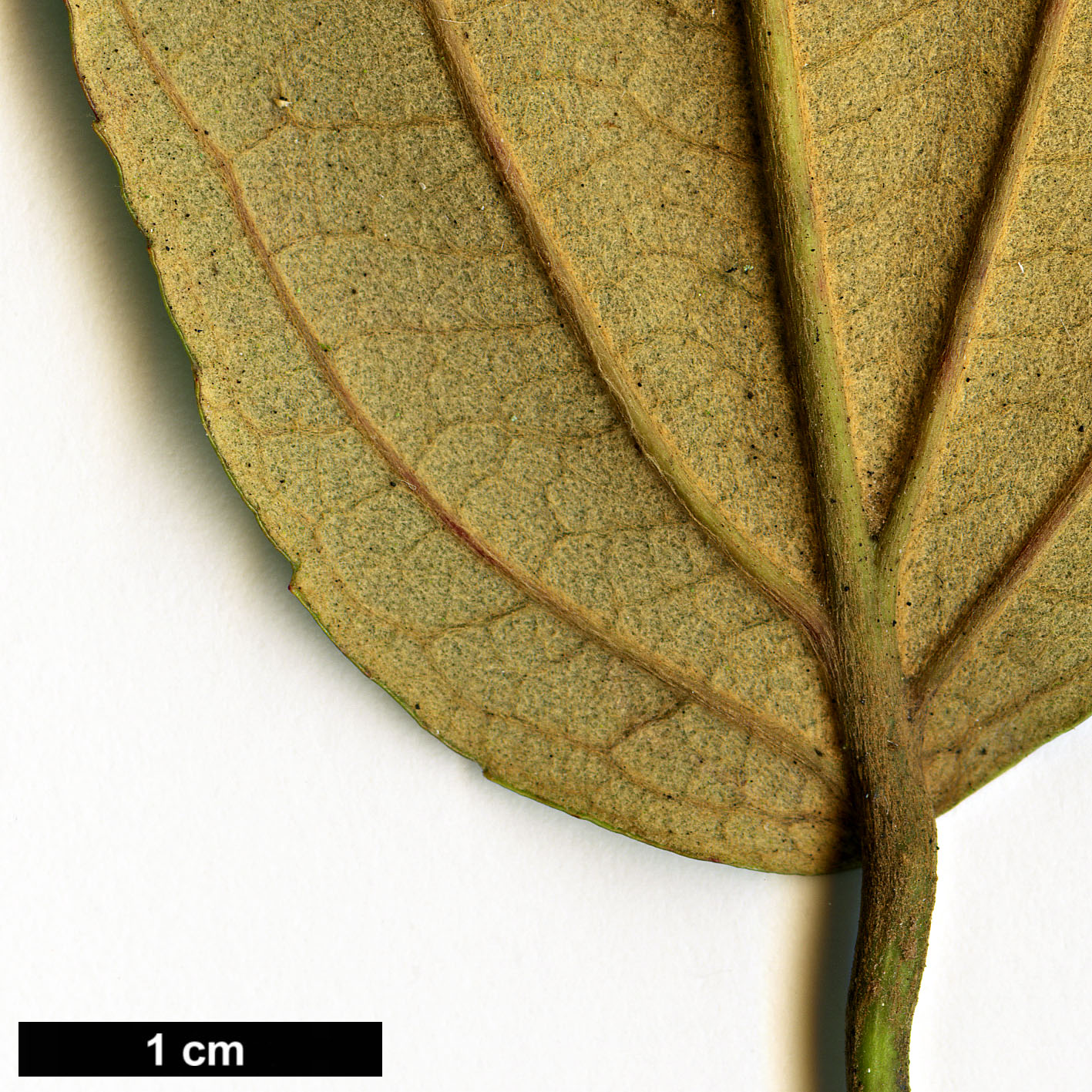 High resolution image: Family: Rosaceae - Genus: Rubus - Taxon: caudifolius High resolution image: Family: Rosaceae - Genus: Rubus - Taxon: caudifolius