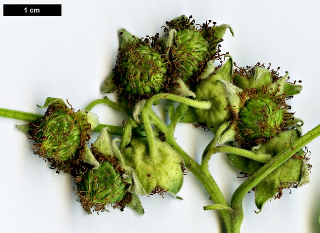 High resolution image: Family: Rosaceae - Genus: Rubus - Taxon: crataegifolius