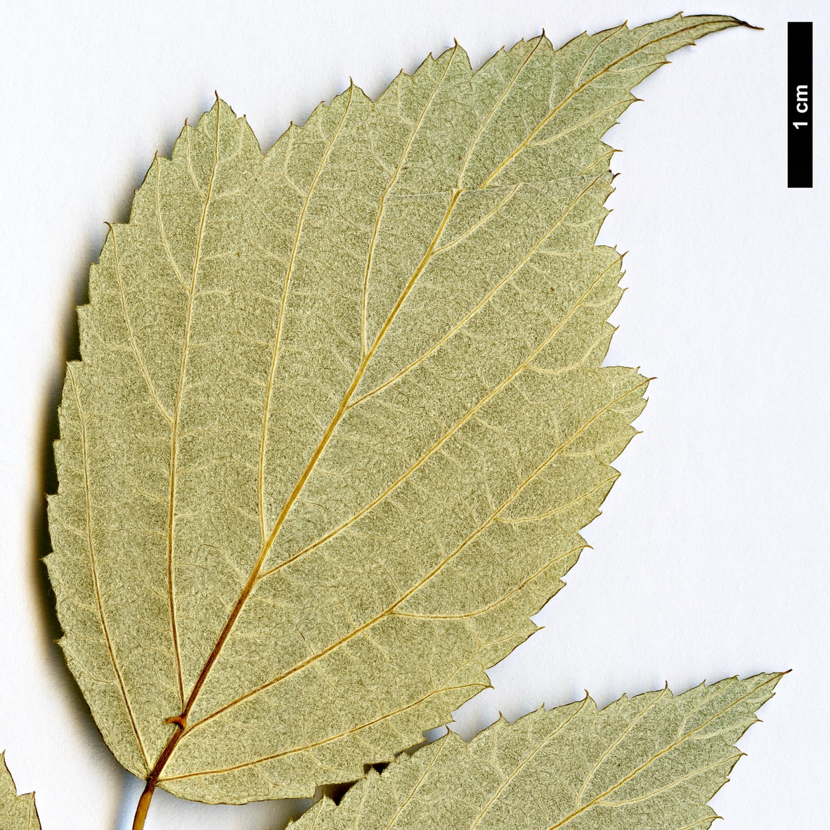 High resolution image: Family: Rosaceae - Genus: Rubus - Taxon: flosculosus High resolution image: Family: Rosaceae - Genus: Rubus - Taxon: flosculosus