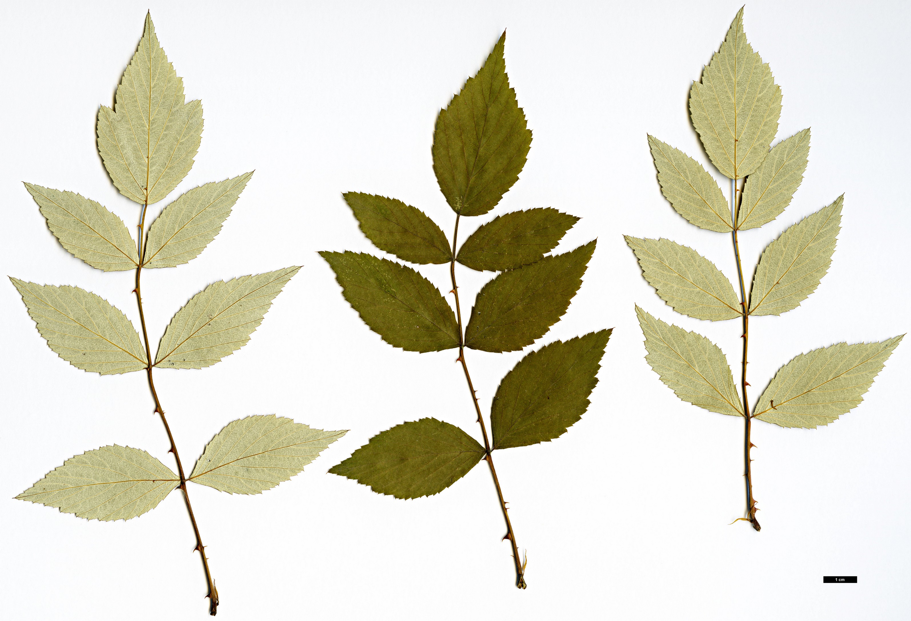 High resolution image: Family: Rosaceae - Genus: Rubus - Taxon: flosculosus High resolution image: Family: Rosaceae - Genus: Rubus - Taxon: flosculosus