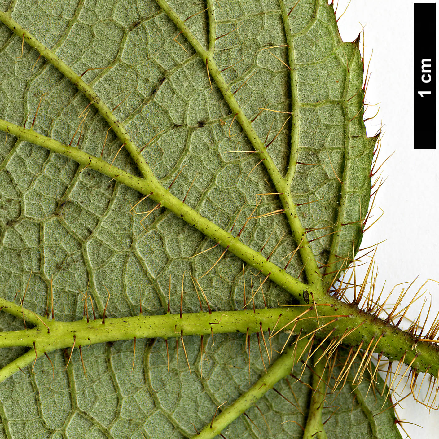 High resolution image: Family: Rosaceae - Genus: Rubus - Taxon: gongshanensis High resolution image: Family: Rosaceae - Genus: Rubus - Taxon: gongshanensis