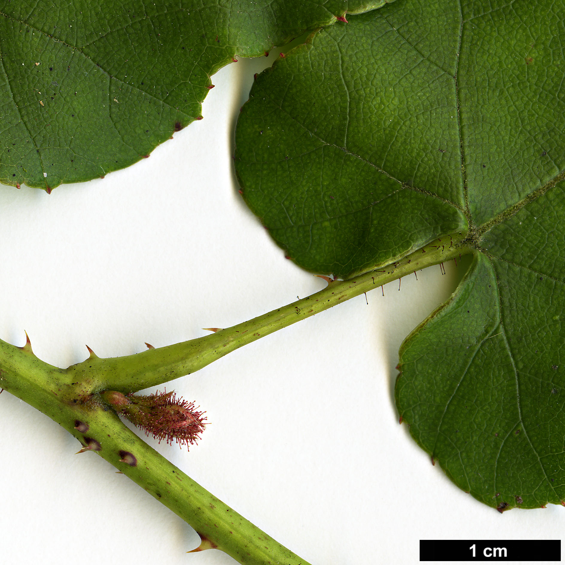 High resolution image: Family: Rosaceae - Genus: Rubus - Taxon: ichangensis High resolution image: Family: Rosaceae - Genus: Rubus - Taxon: ichangensis