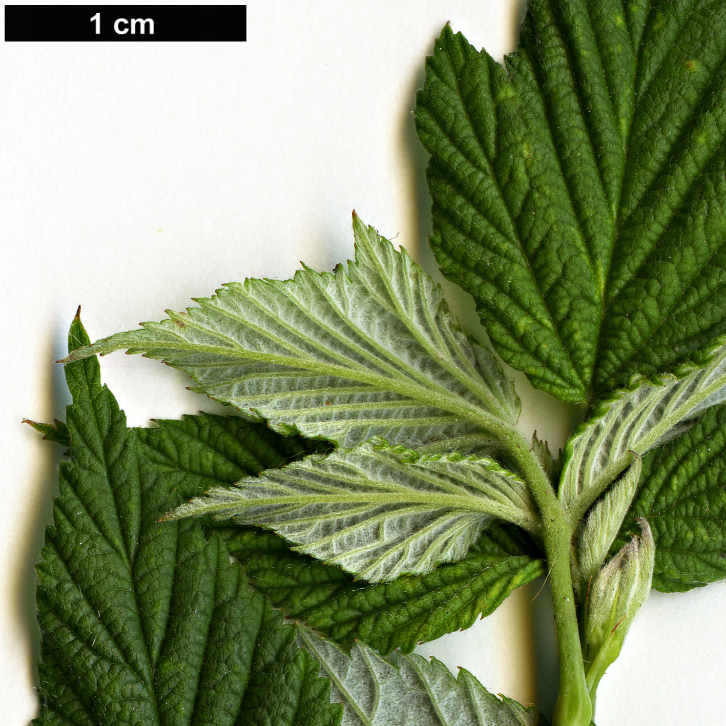 High resolution image: Family: Rosaceae - Genus: Rubus - Taxon: idaeus High resolution image: Family: Rosaceae - Genus: Rubus - Taxon: idaeus
