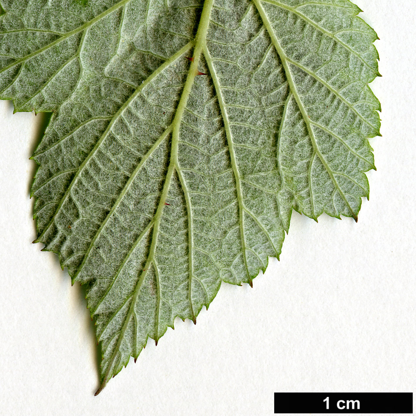 High resolution image: Family: Rosaceae - Genus: Rubus - Taxon: incanus