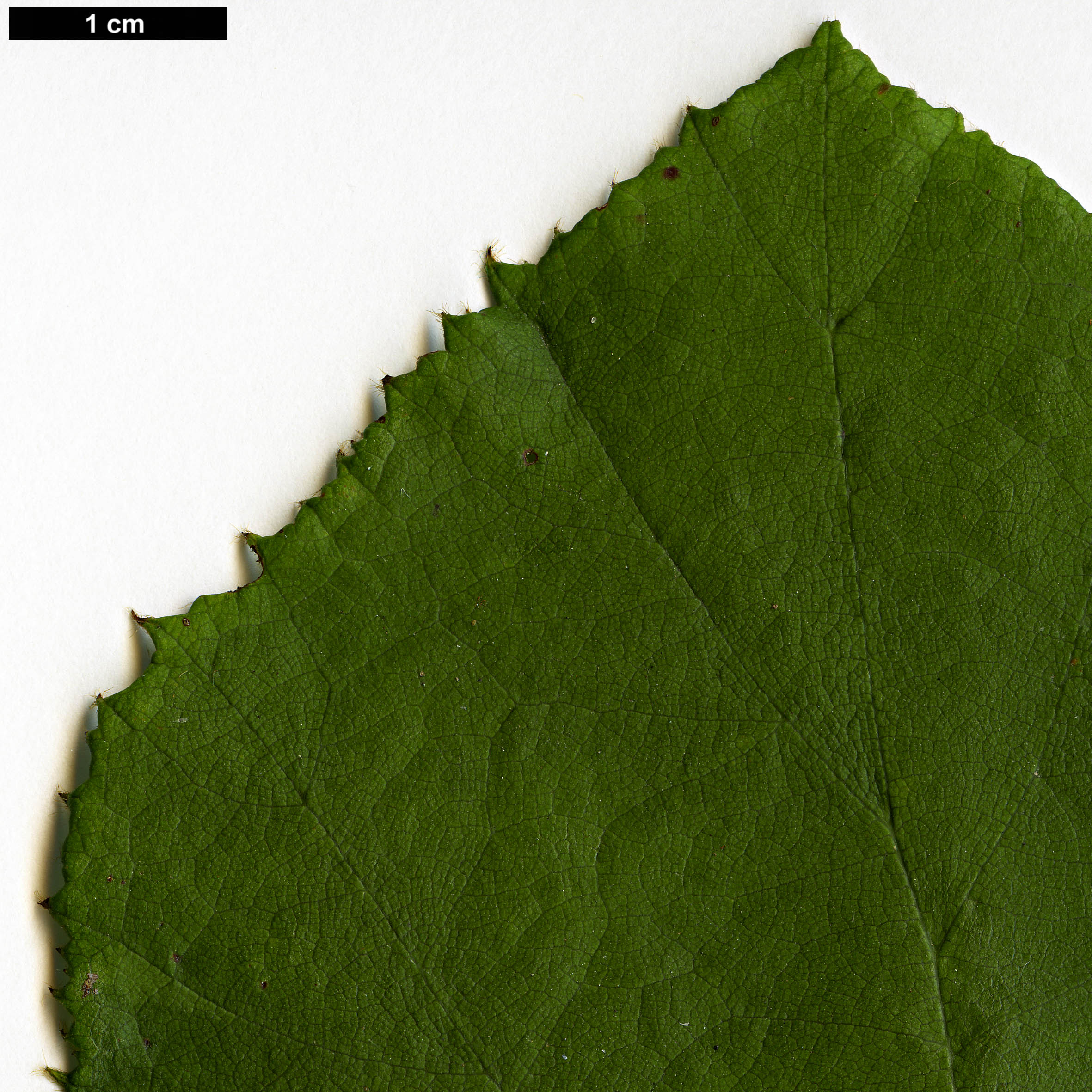 High resolution image: Family: Rosaceae - Genus: Rubus - Taxon: irenaeus