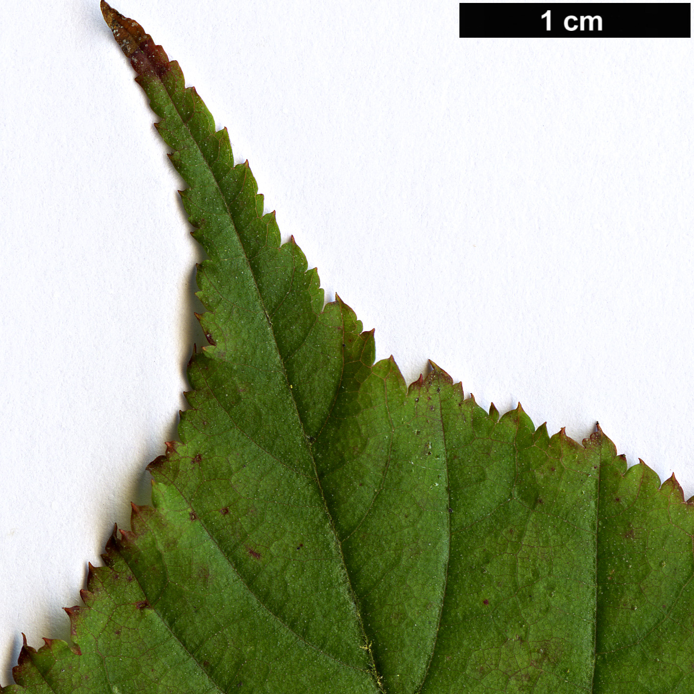 High resolution image: Family: Rosaceae - Genus: Rubus - Taxon: lambertianus High resolution image: Family: Rosaceae - Genus: Rubus - Taxon: lambertianus