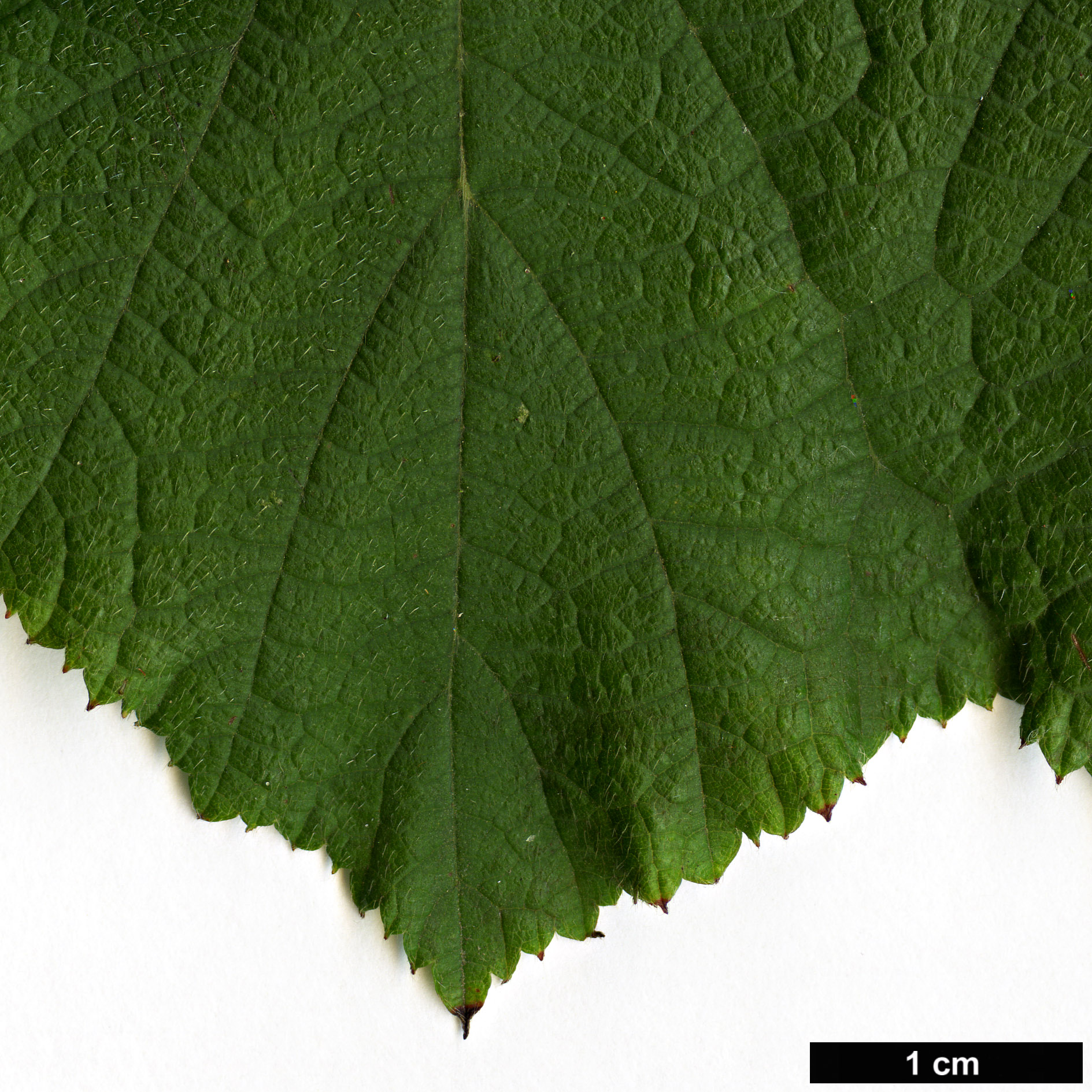 High resolution image: Family: Rosaceae - Genus: Rubus - Taxon: parkeri