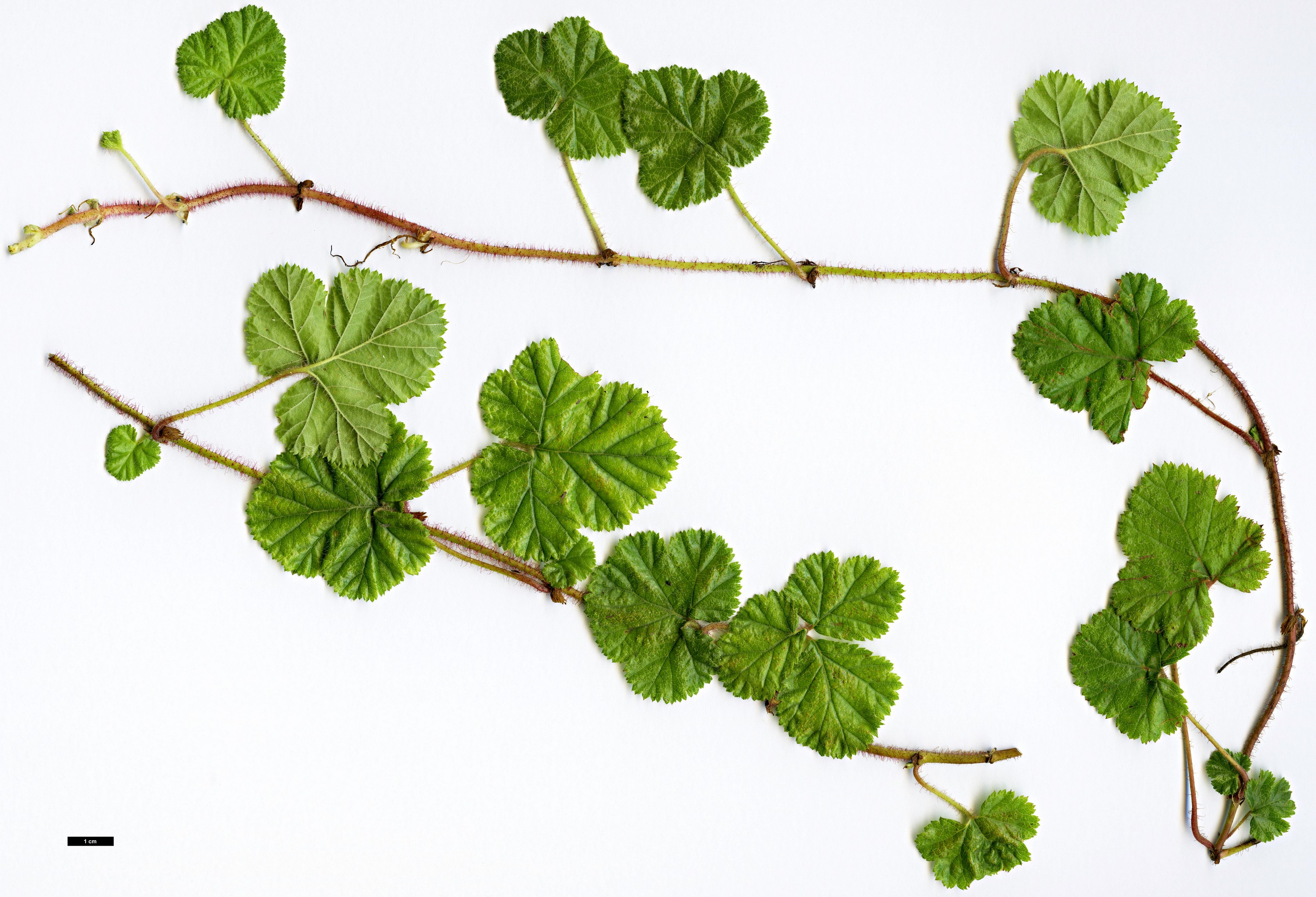 High resolution image: Family: Rosaceae - Genus: Rubus - Taxon: pectinarioides High resolution image: Family: Rosaceae - Genus: Rubus - Taxon: pectinarioides