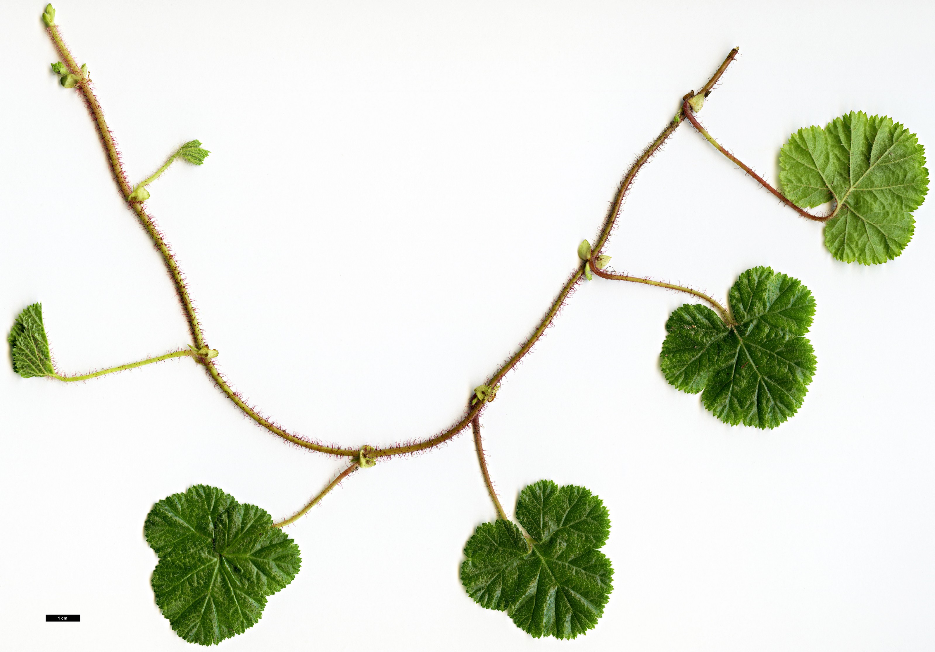 High resolution image: Family: Rosaceae - Genus: Rubus - Taxon: pectinarioides High resolution image: Family: Rosaceae - Genus: Rubus - Taxon: pectinarioides