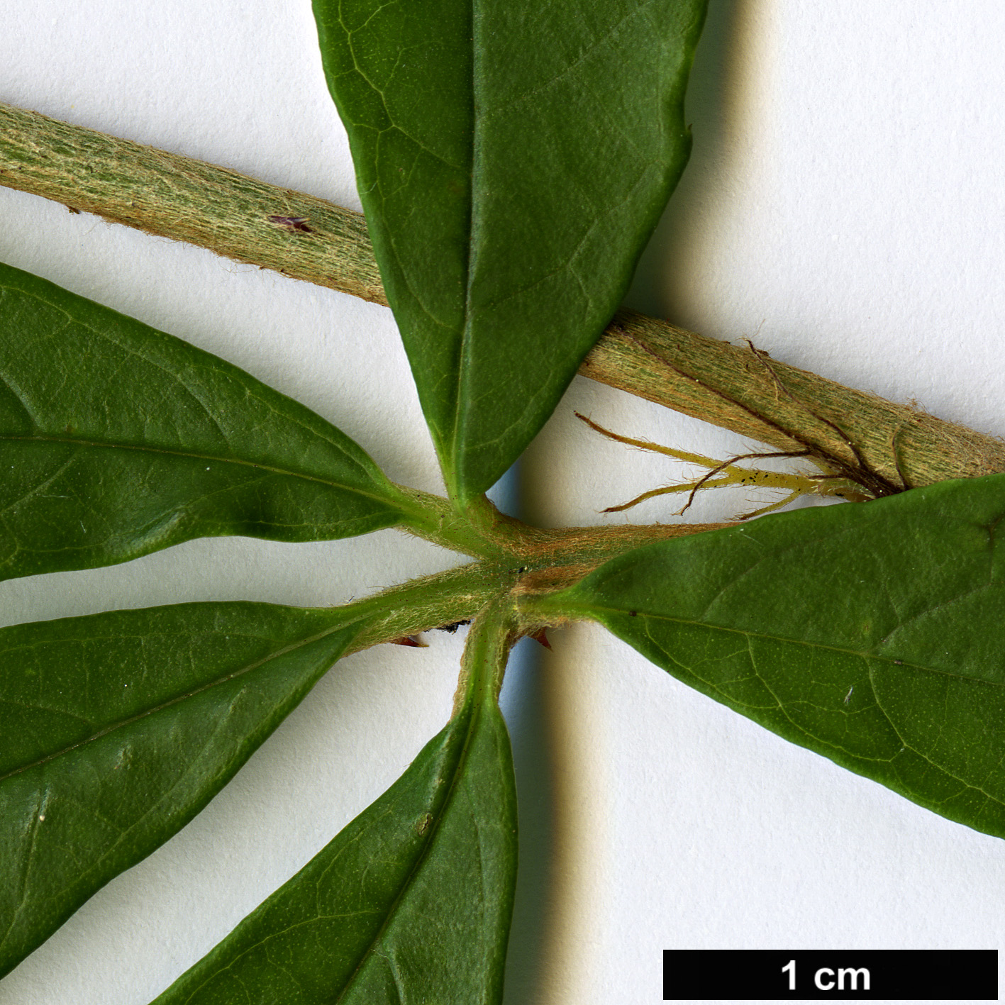 High resolution image: Family: Rosaceae - Genus: Rubus - Taxon: playfairianus