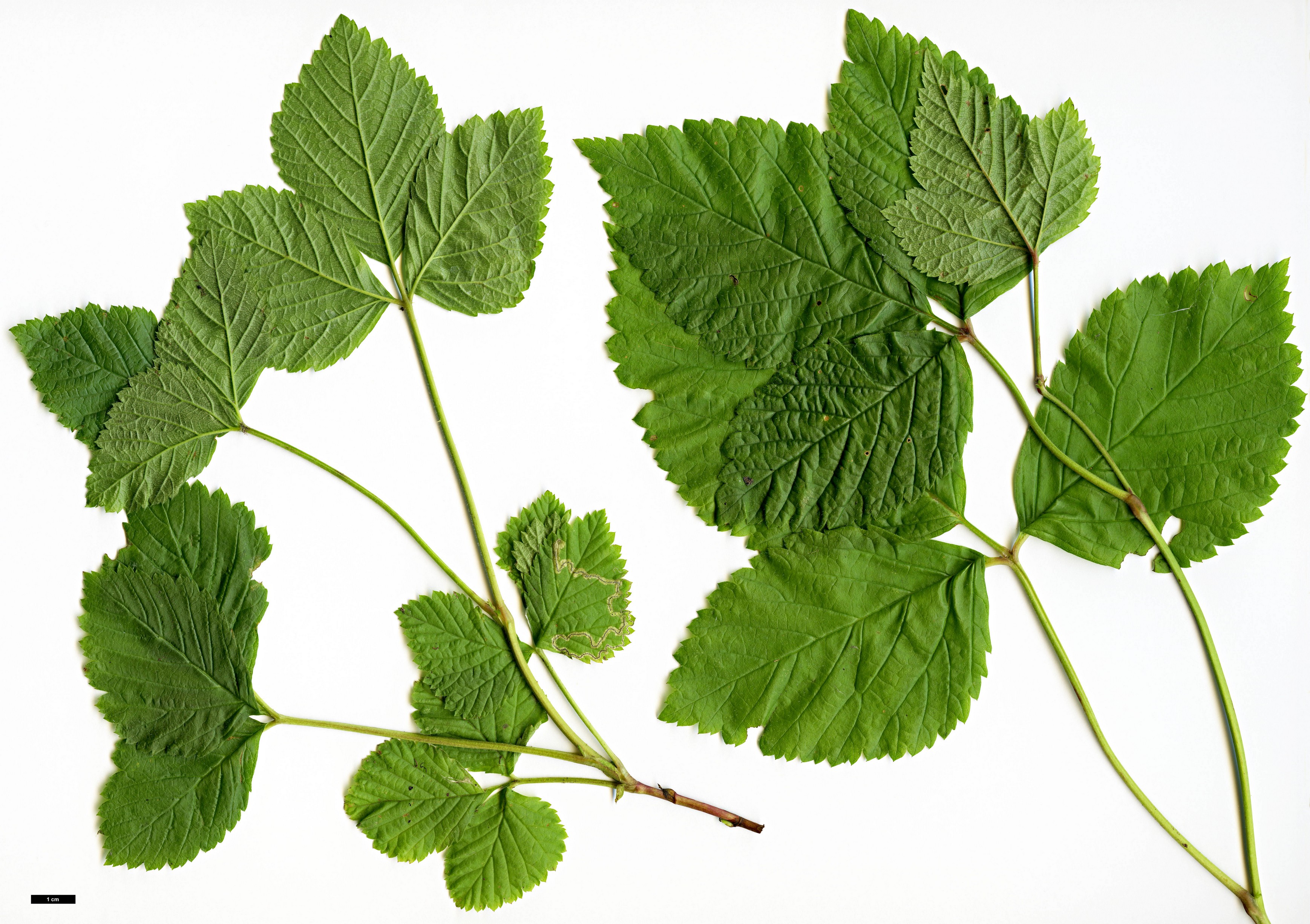 High resolution image: Family: Rosaceae - Genus: Rubus - Taxon: saxatilis High resolution image: Family: Rosaceae - Genus: Rubus - Taxon: saxatilis