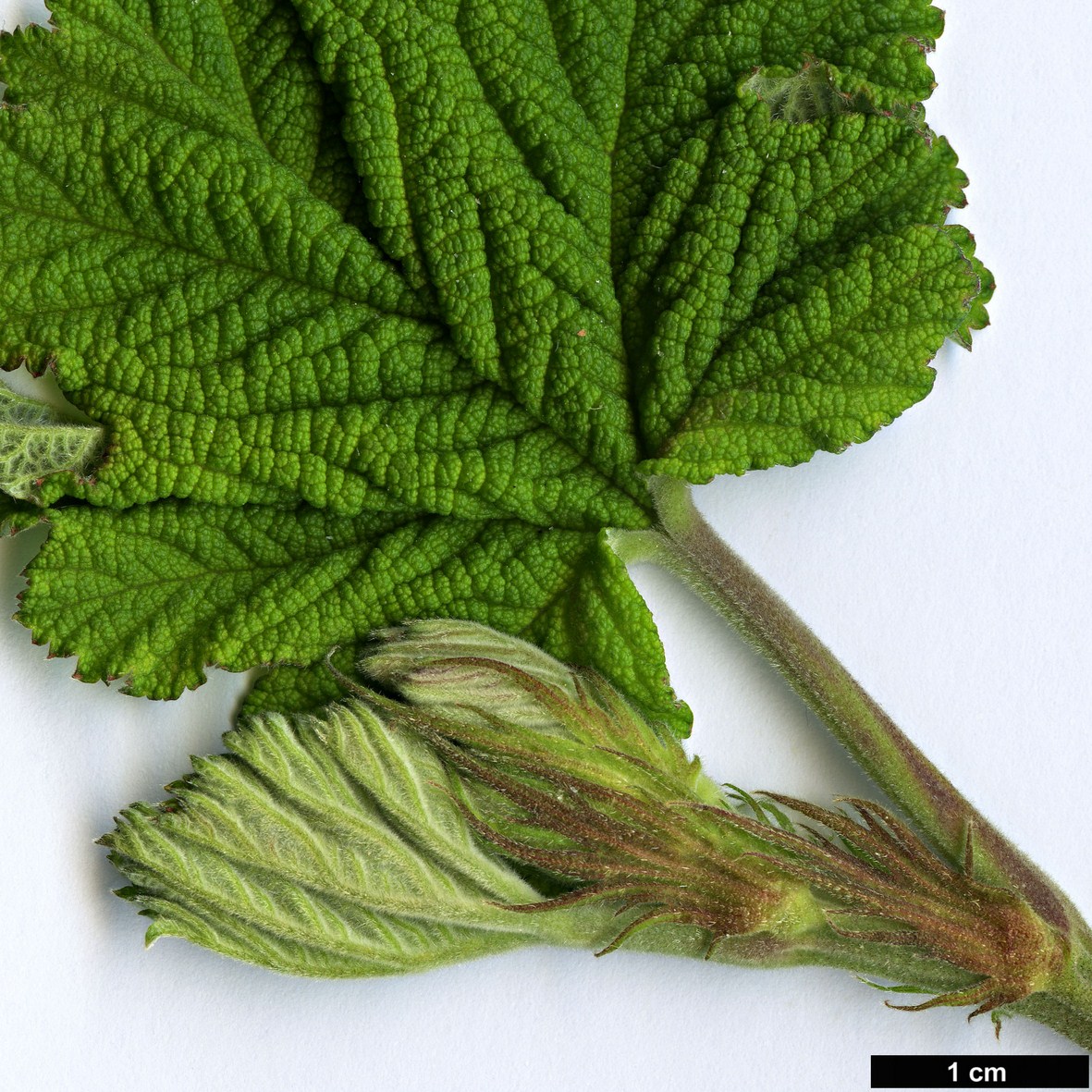 High resolution image: Family: Rosaceae - Genus: Rubus - Taxon: setchuenensis High resolution image: Family: Rosaceae - Genus: Rubus - Taxon: setchuenensis