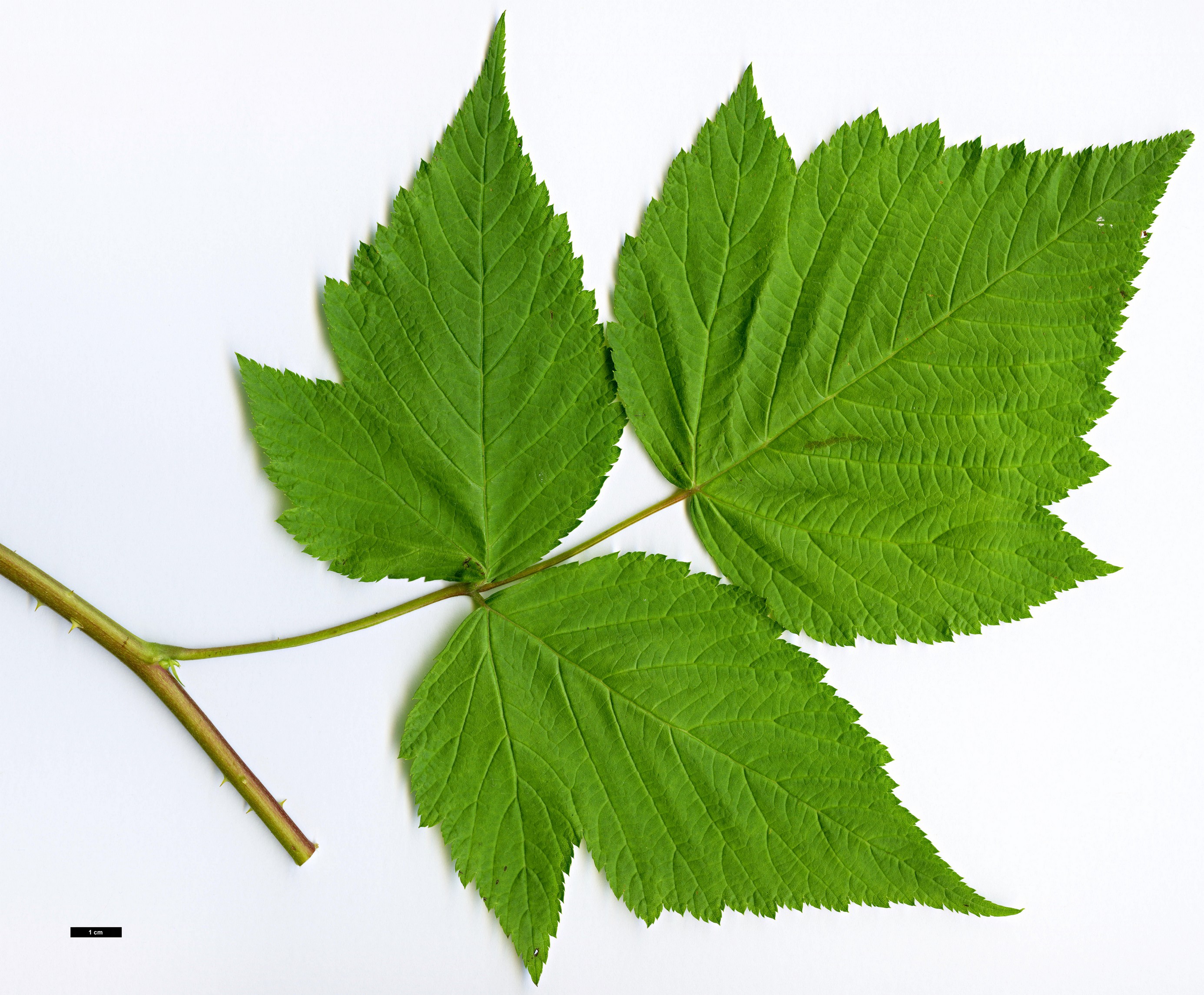 High resolution image: Family: Rosaceae - Genus: Rubus - Taxon: spectabilis High resolution image: Family: Rosaceae - Genus: Rubus - Taxon: spectabilis