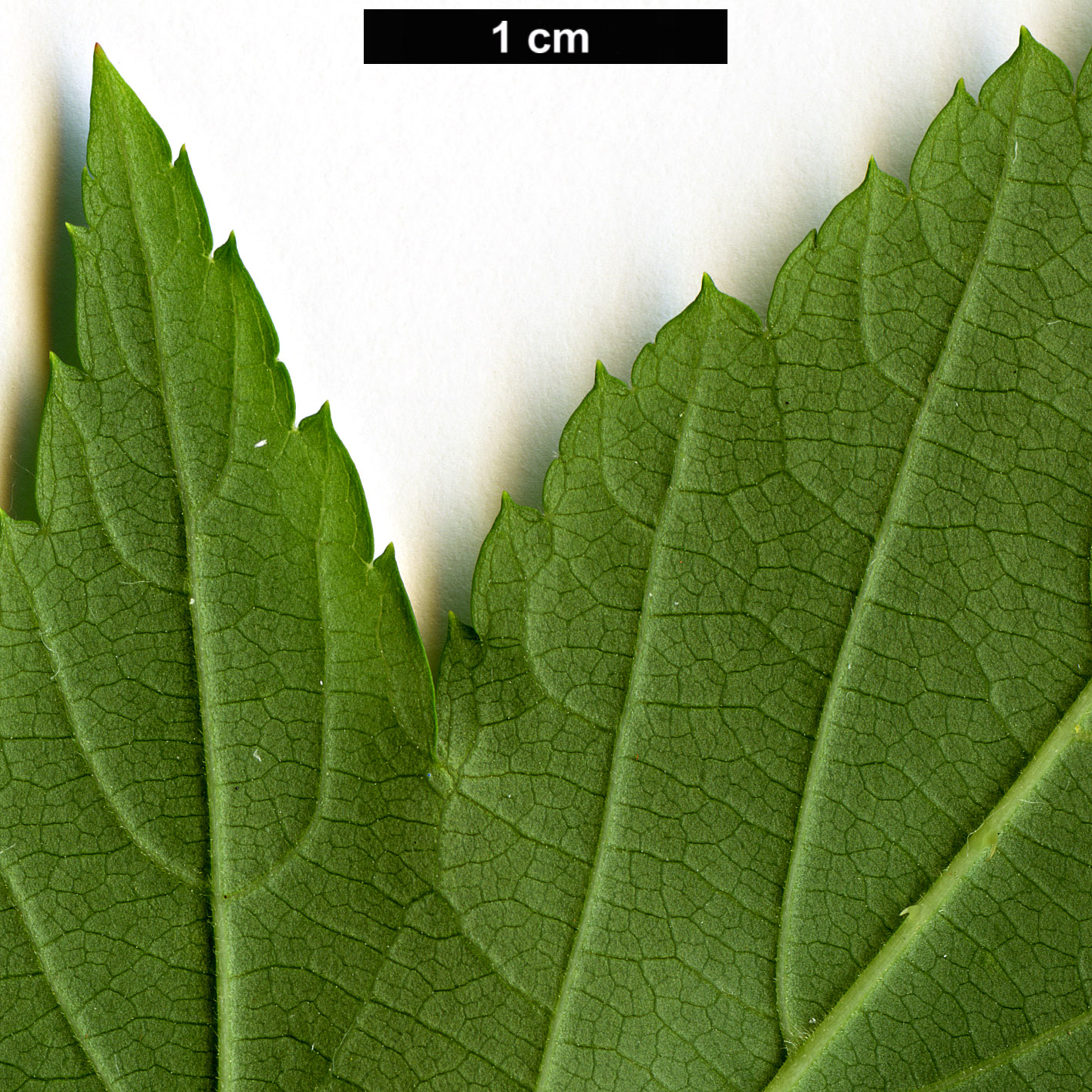 High resolution image: Family: Rosaceae - Genus: Rubus - Taxon: taitoensis