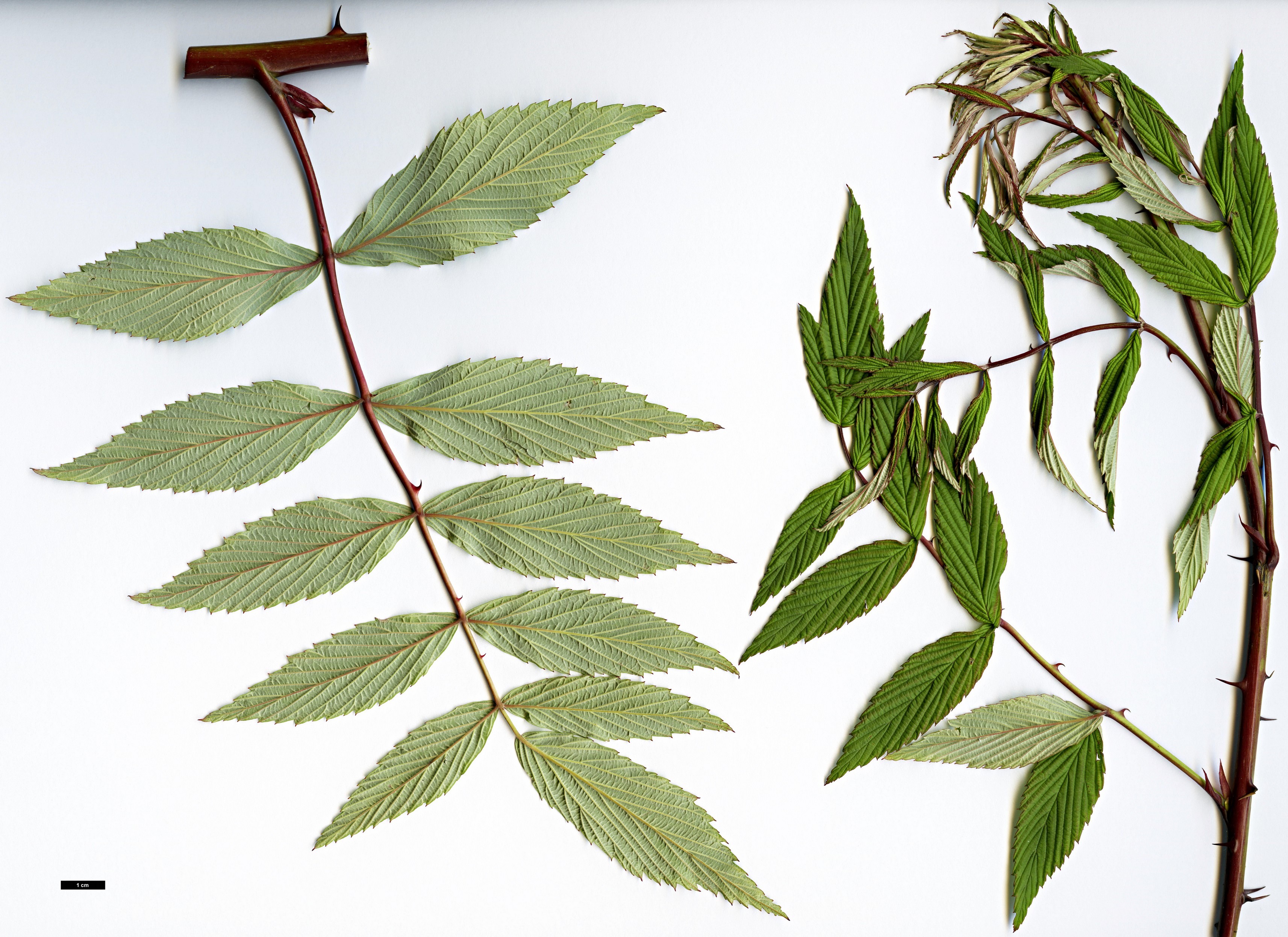 High resolution image: Family: Rosaceae - Genus: Rubus - Taxon: thibetanus