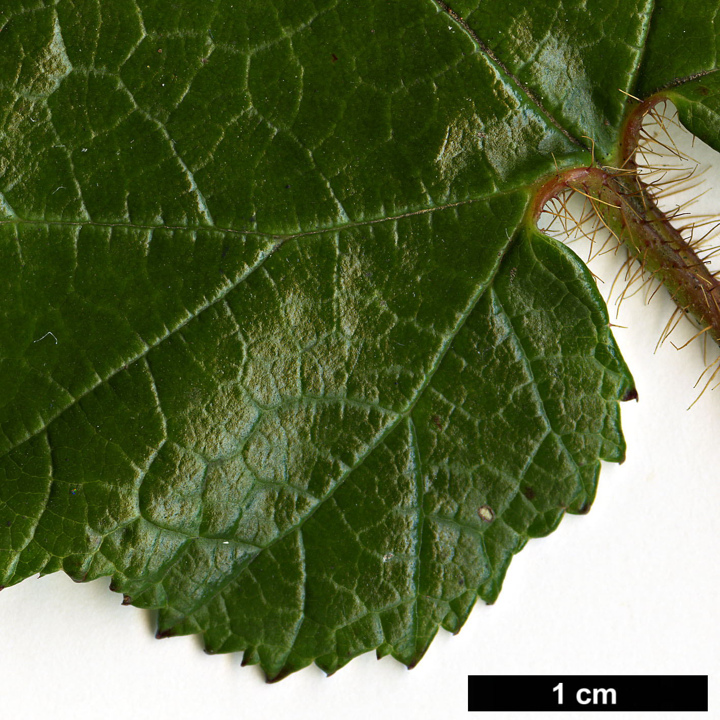 High resolution image: Family: Rosaceae - Genus: Rubus - Taxon: tricolor