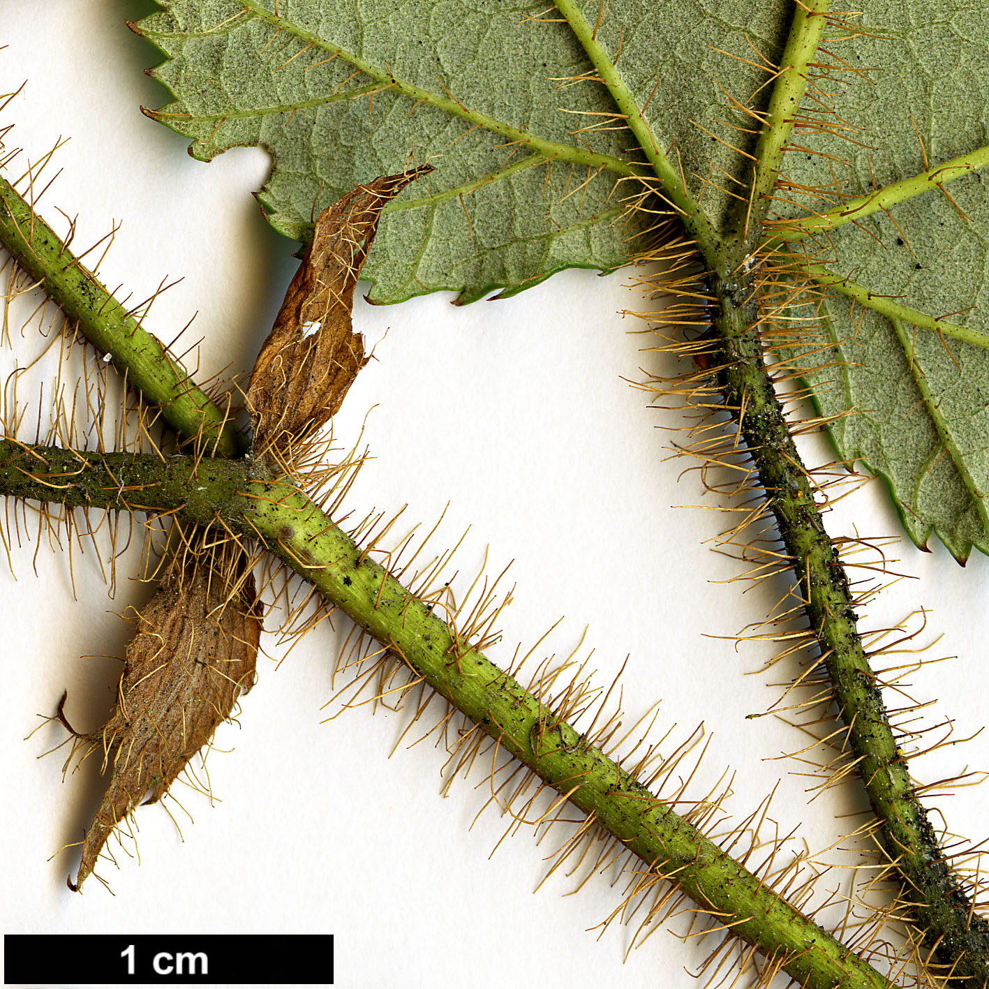 High resolution image: Family: Rosaceae - Genus: Rubus - Taxon: tricolor