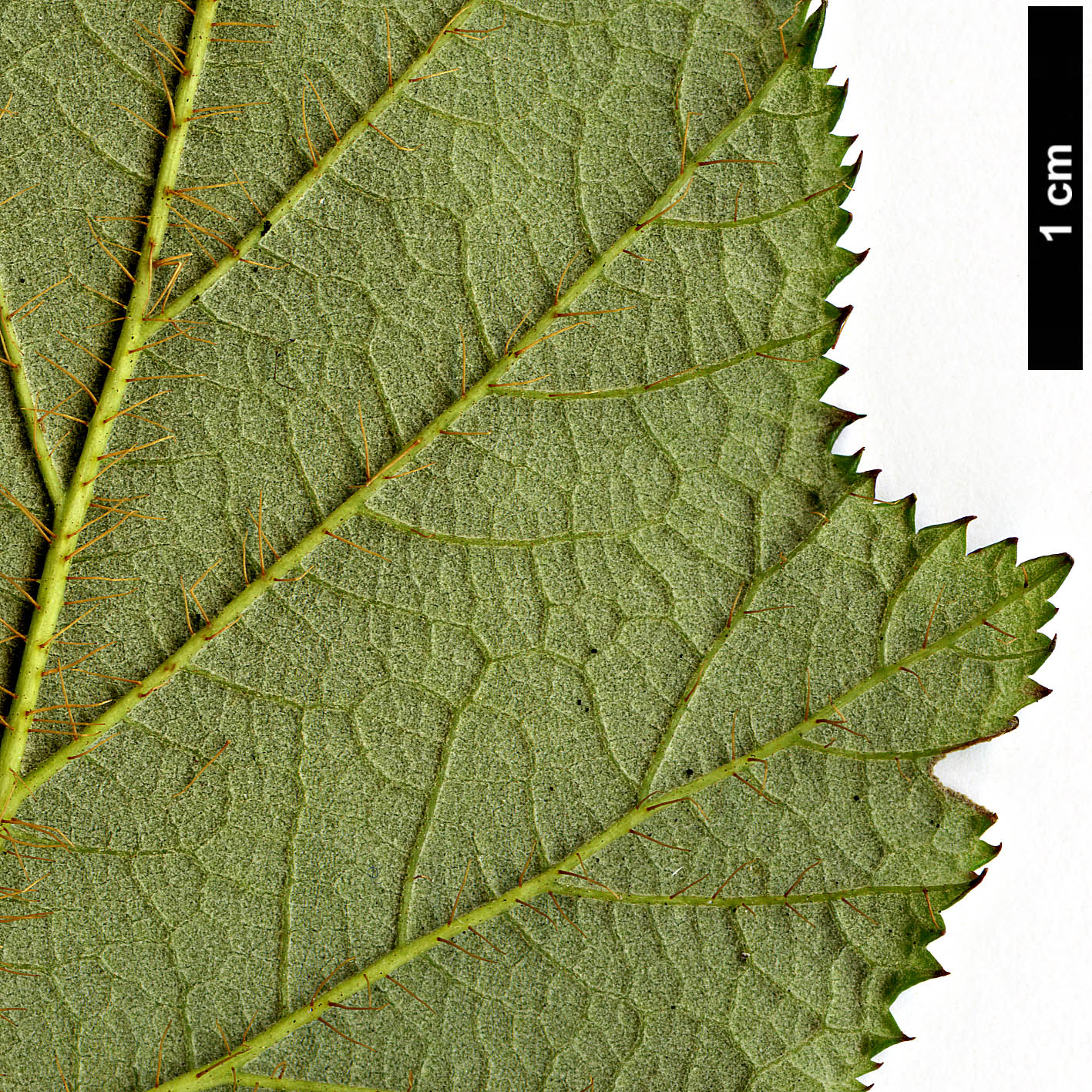 High resolution image: Family: Rosaceae - Genus: Rubus - Taxon: tricolor