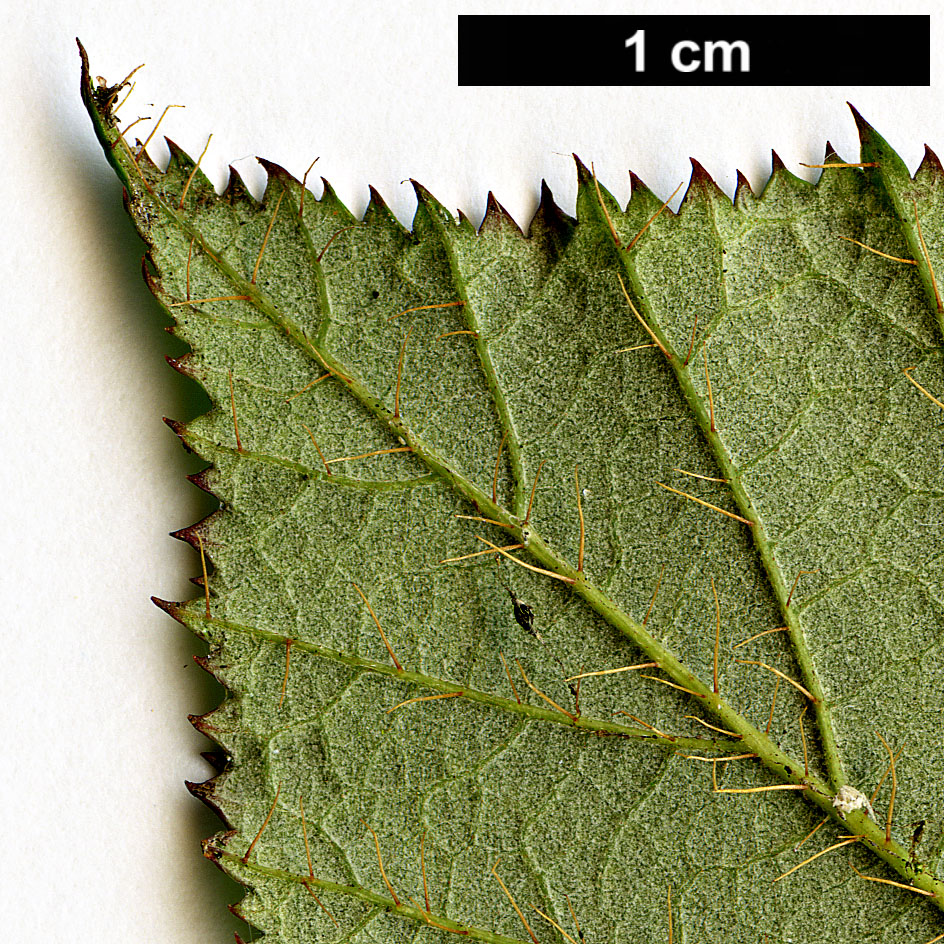 High resolution image: Family: Rosaceae - Genus: Rubus - Taxon: tricolor