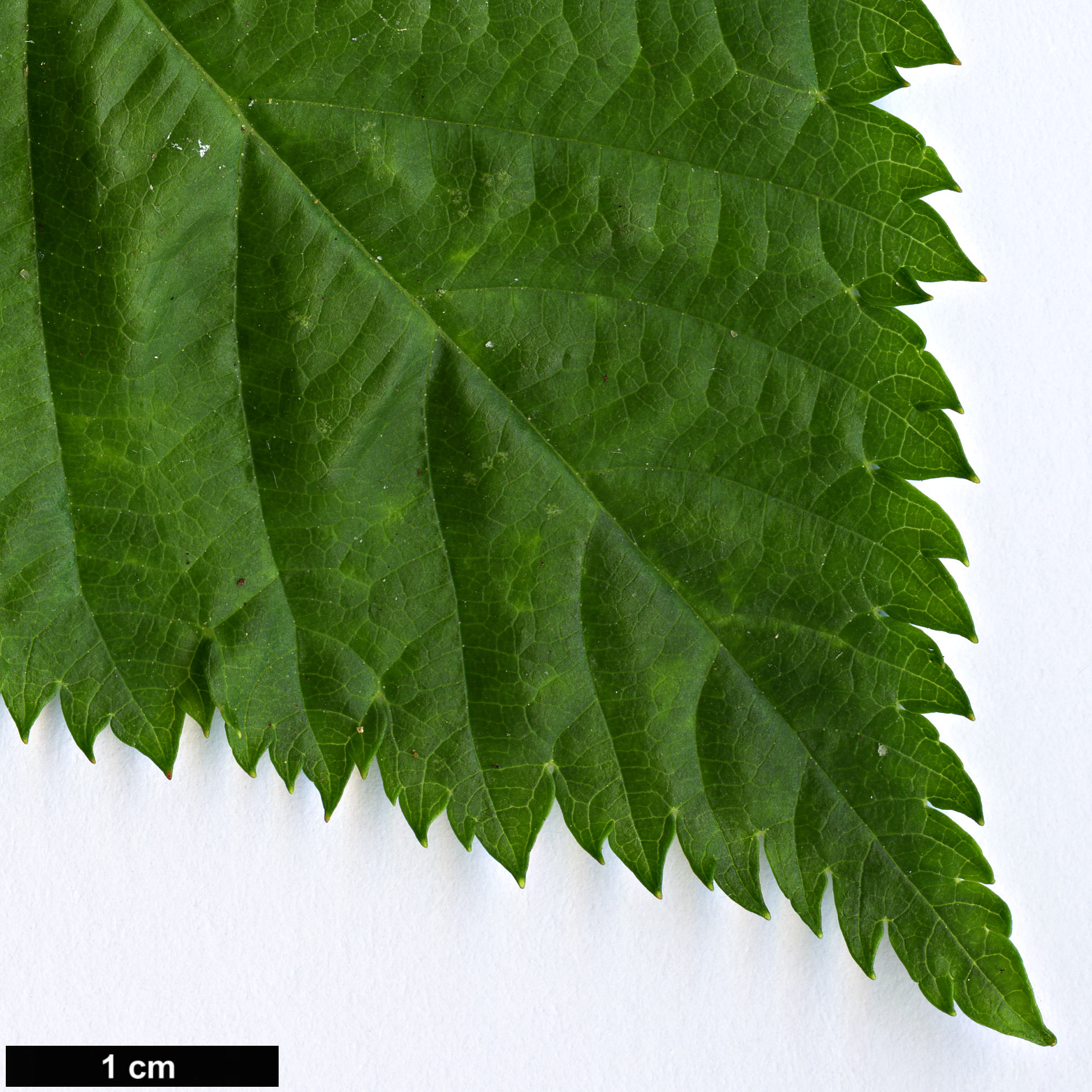 High resolution image: Family: Rosaceae - Genus: Rubus - Taxon: trifidus High resolution image: Family: Rosaceae - Genus: Rubus - Taxon: trifidus