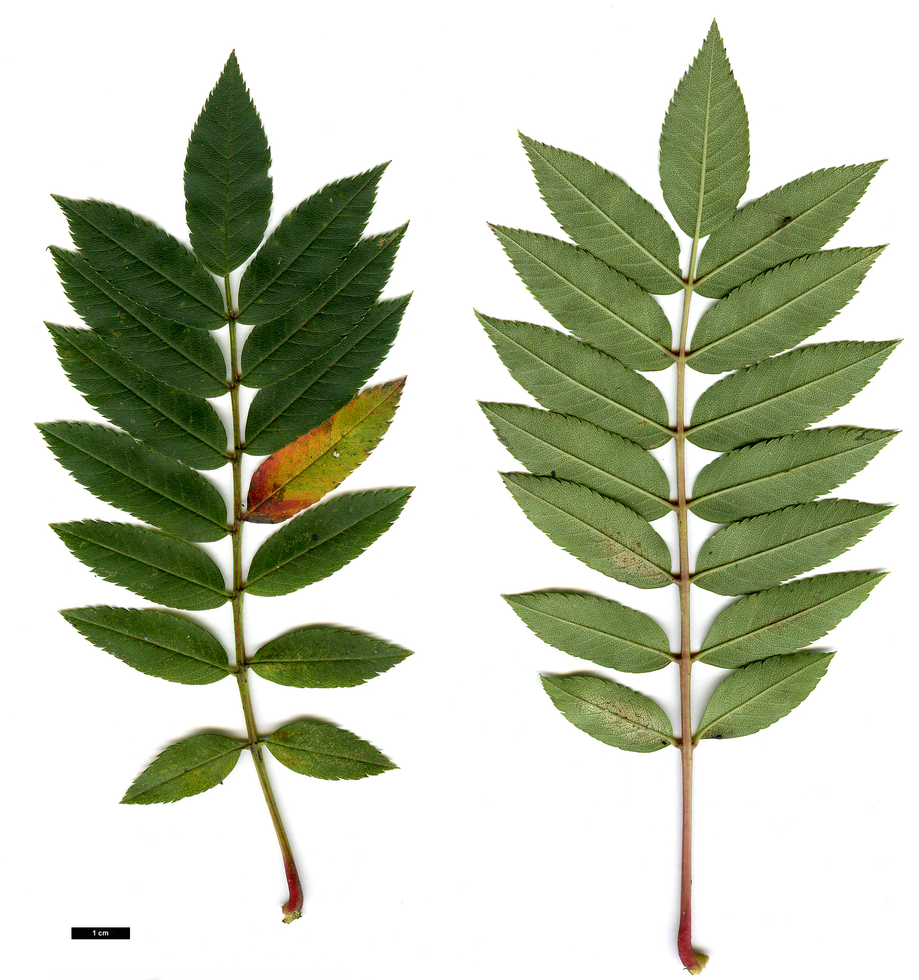 High resolution image: Family: Rosaceae - Genus: Sorbus - Taxon: 'Lilian' High resolution image: Family: Rosaceae - Genus: Sorbus - Taxon: 'Lilian'