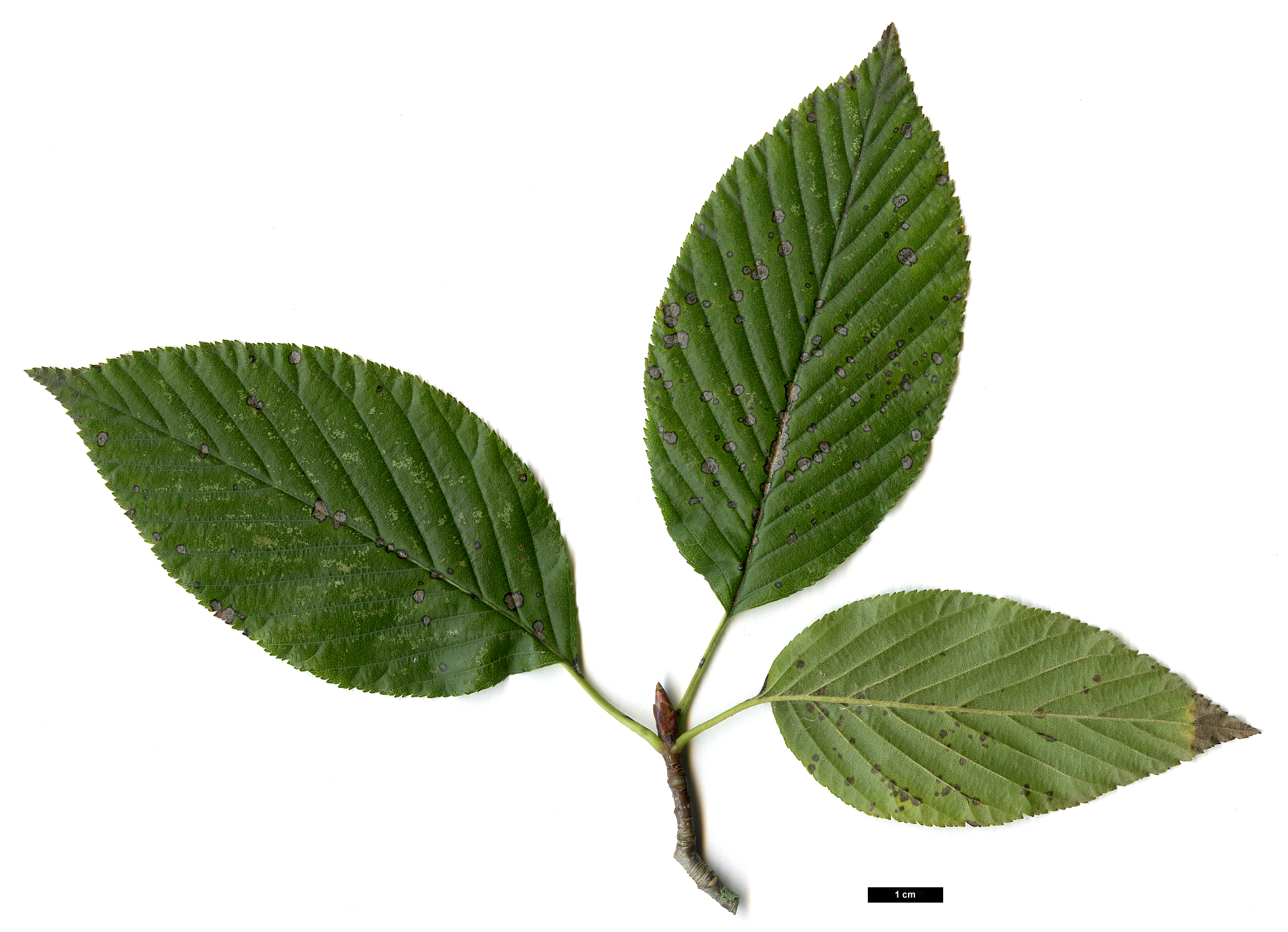High resolution image: Family: Rosaceae - Genus: Sorbus - Taxon: alnifolia High resolution image: Family: Rosaceae - Genus: Sorbus - Taxon: alnifolia