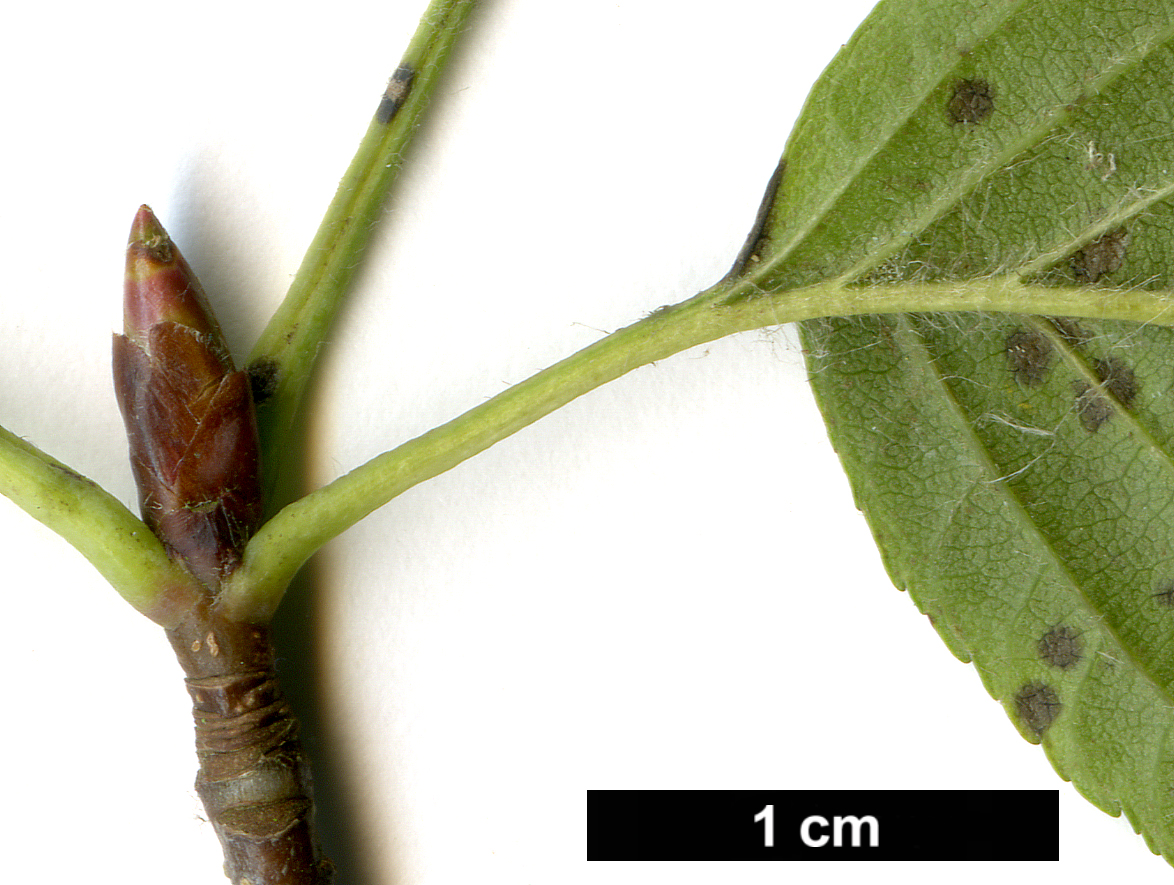 High resolution image: Family: Rosaceae - Genus: Sorbus - Taxon: alnifolia High resolution image: Family: Rosaceae - Genus: Sorbus - Taxon: alnifolia