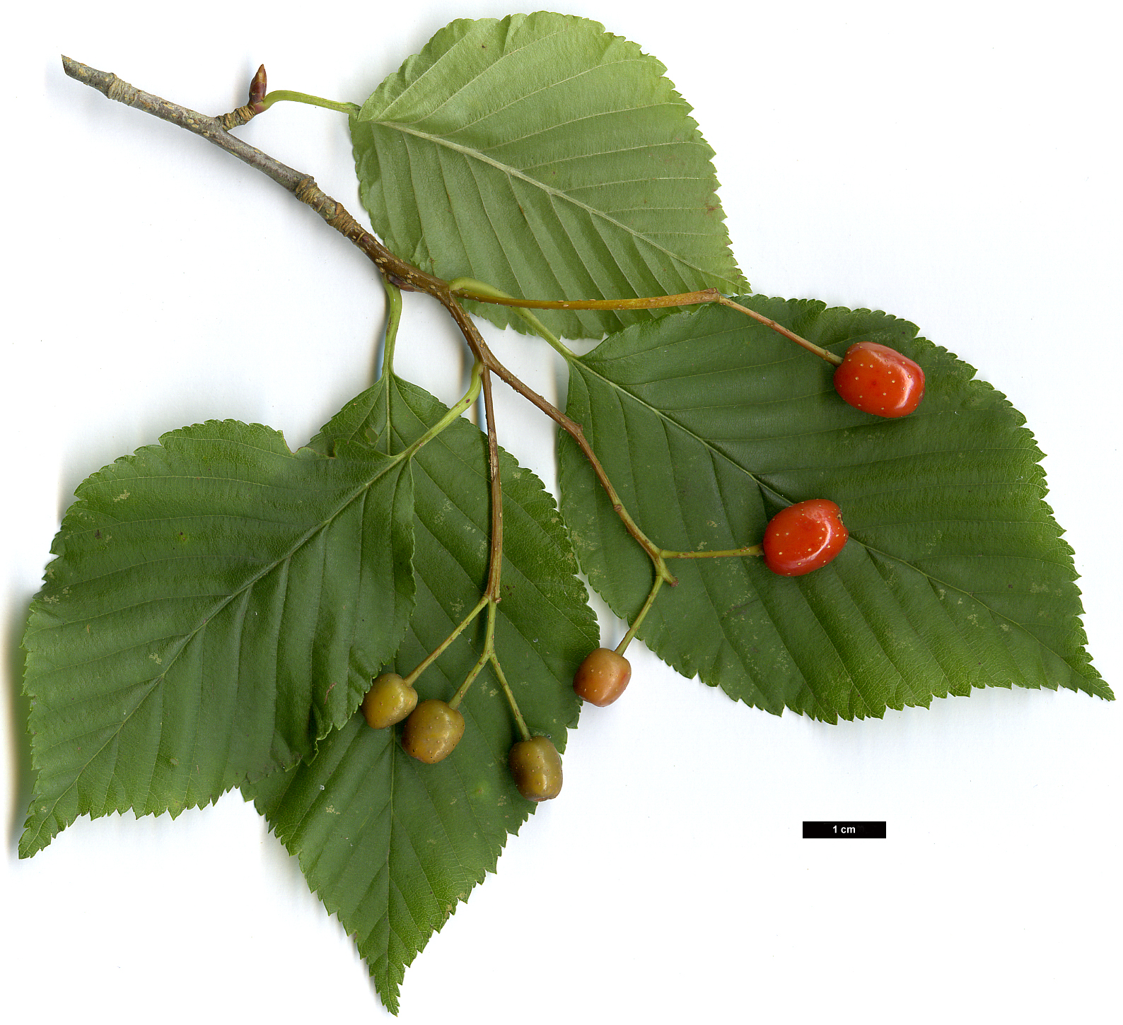 High resolution image: Family: Rosaceae - Genus: Sorbus - Taxon: alnifolia