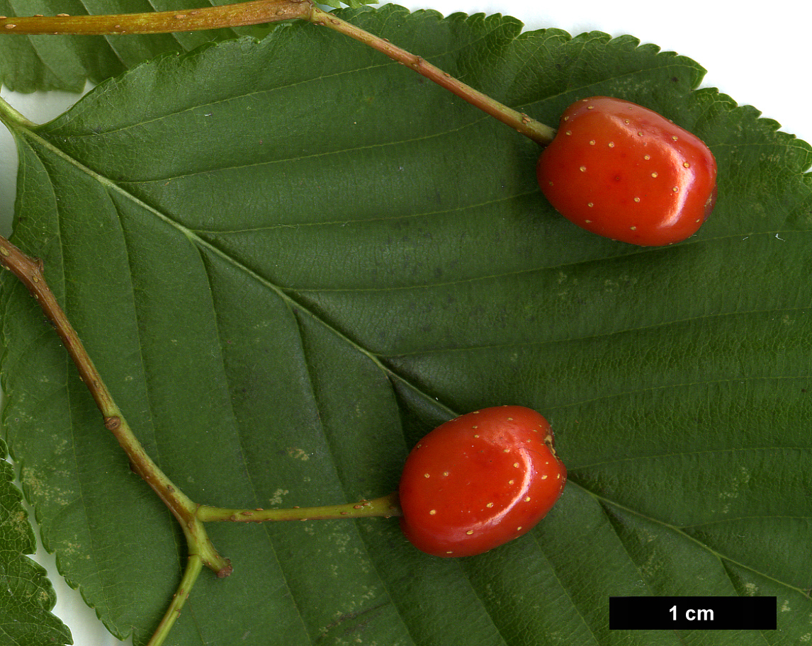High resolution image: Family: Rosaceae - Genus: Sorbus - Taxon: alnifolia High resolution image: Family: Rosaceae - Genus: Sorbus - Taxon: alnifolia