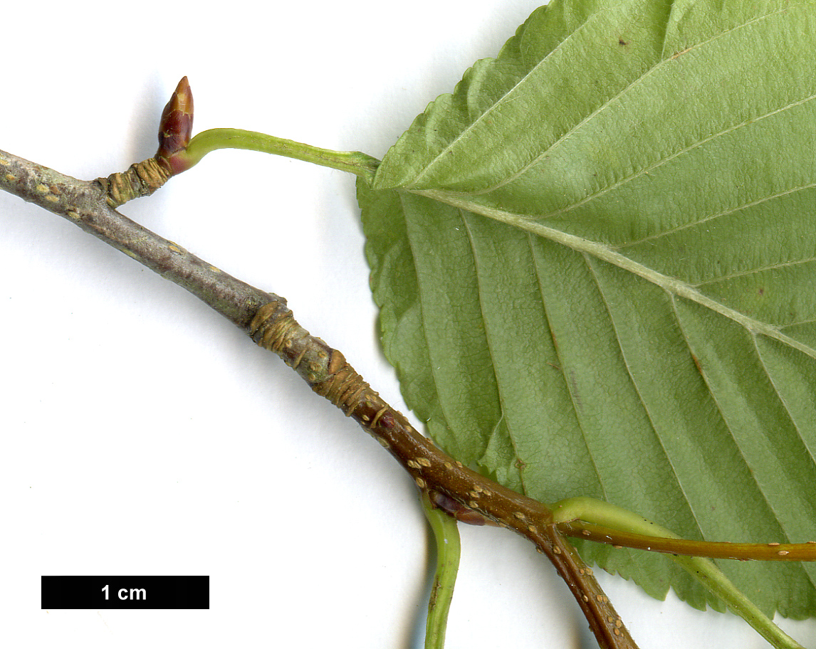 High resolution image: Family: Rosaceae - Genus: Sorbus - Taxon: alnifolia High resolution image: Family: Rosaceae - Genus: Sorbus - Taxon: alnifolia