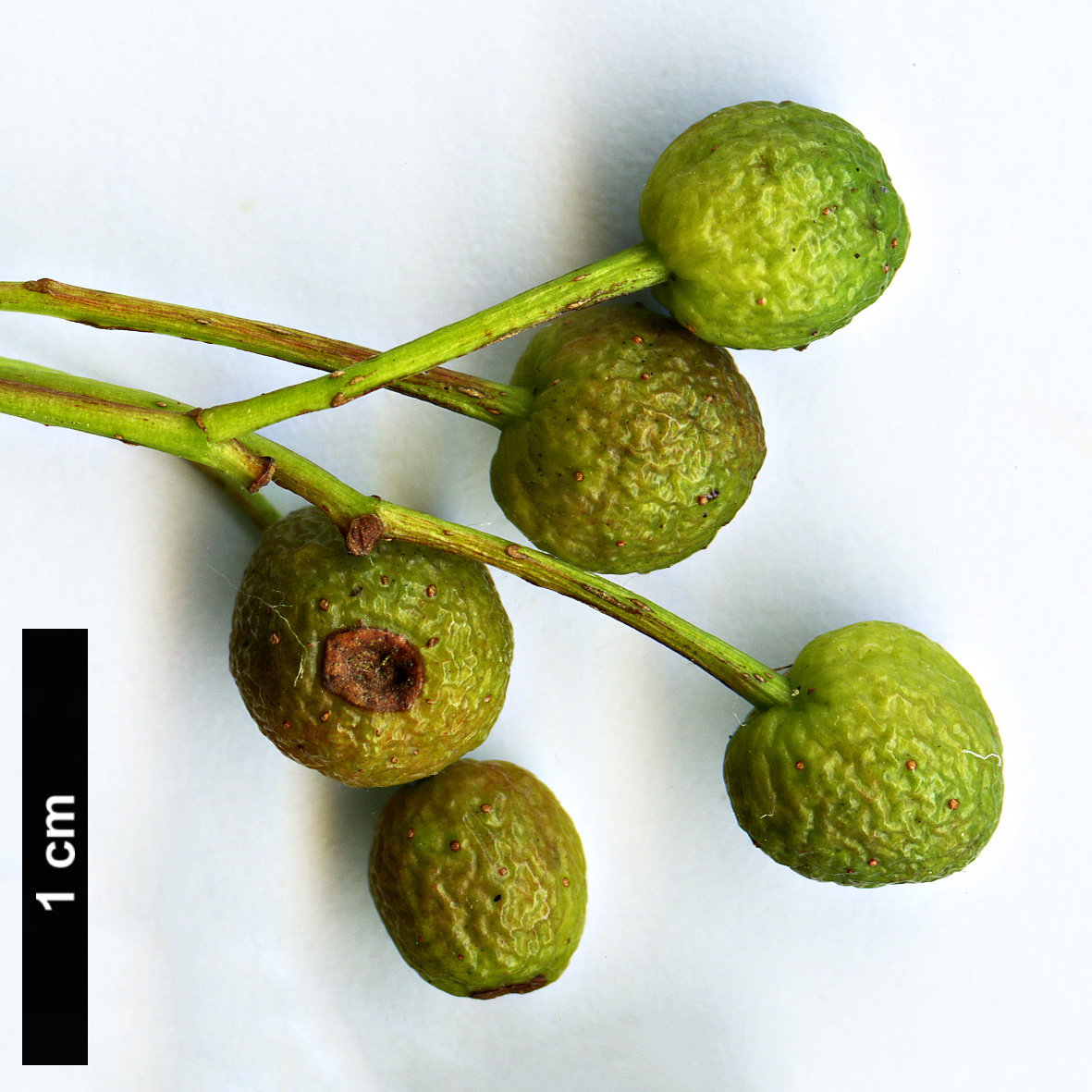 High resolution image: Family: Rosaceae - Genus: Sorbus - Taxon: alnifolia High resolution image: Family: Rosaceae - Genus: Sorbus - Taxon: alnifolia