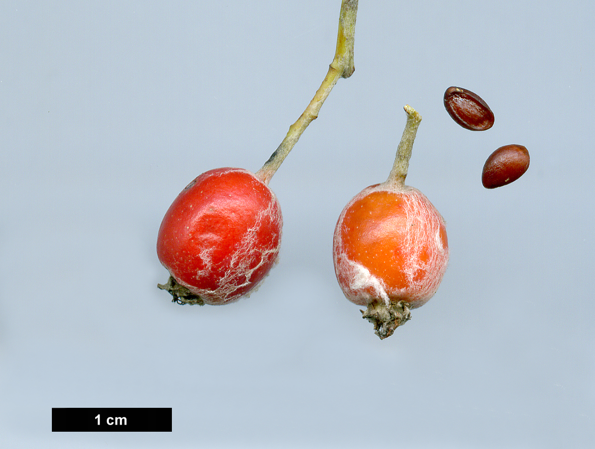 High resolution image: Family: Rosaceae - Genus: Sorbus - Taxon: aria