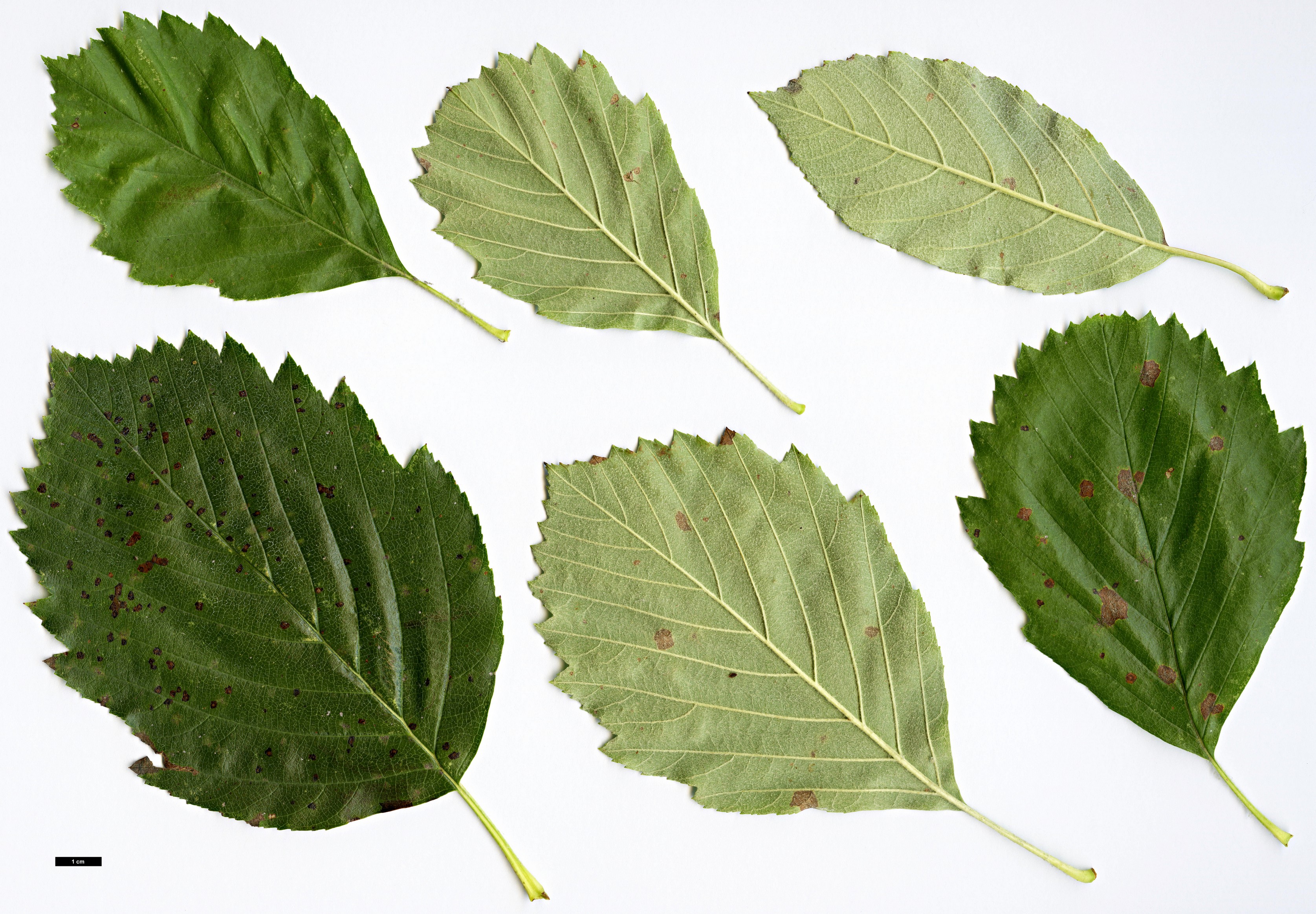 High resolution image: Family: Rosaceae - Genus: Sorbus - Taxon: badensis High resolution image: Family: Rosaceae - Genus: Sorbus - Taxon: badensis